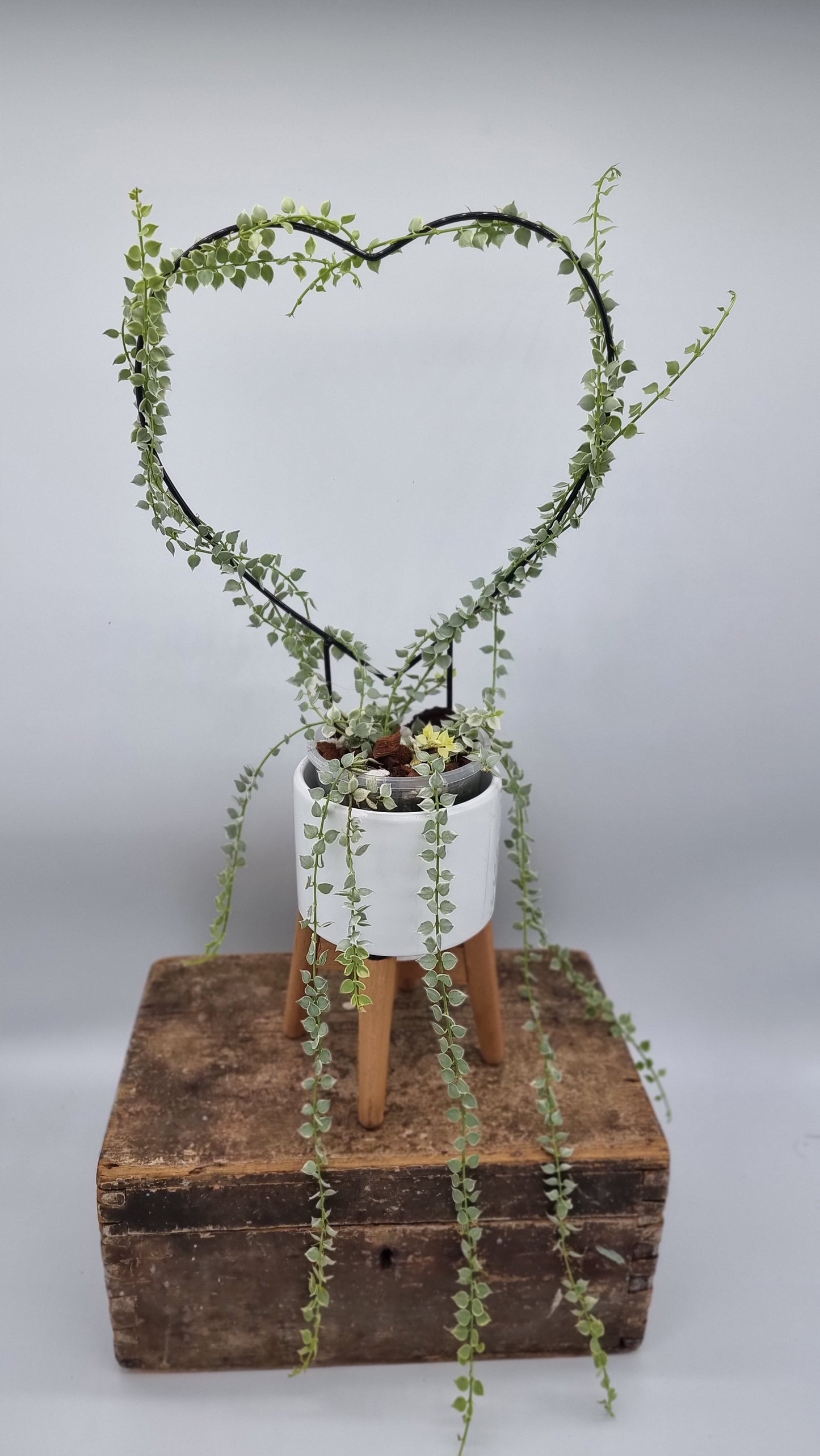 Variegated Dischidia Ruscifolia (million hearts)