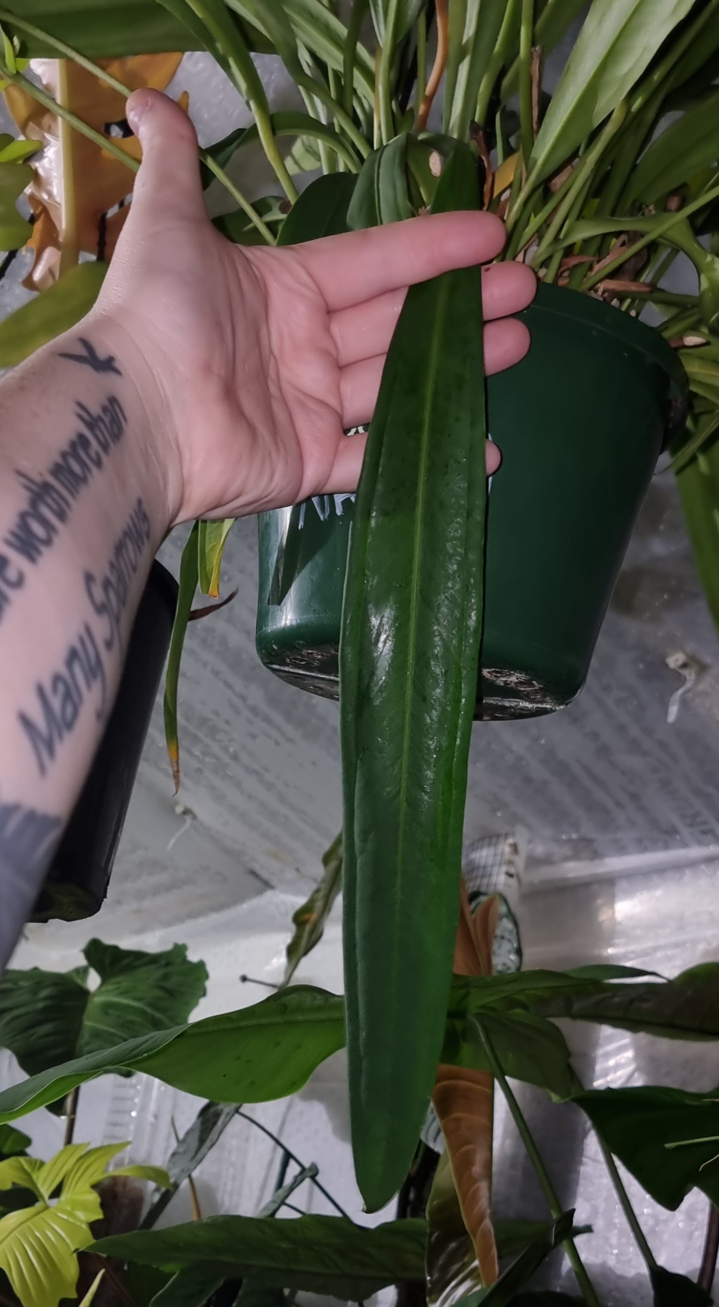 Anthurium bakerii