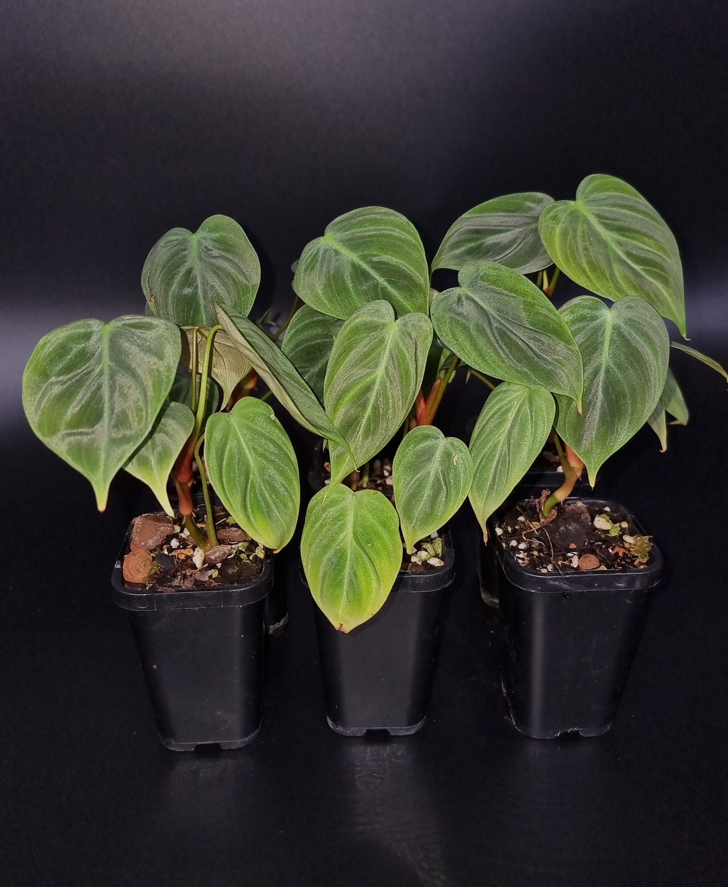 Philodendron Rubrijuvenile ( el choco ) MEDIUM