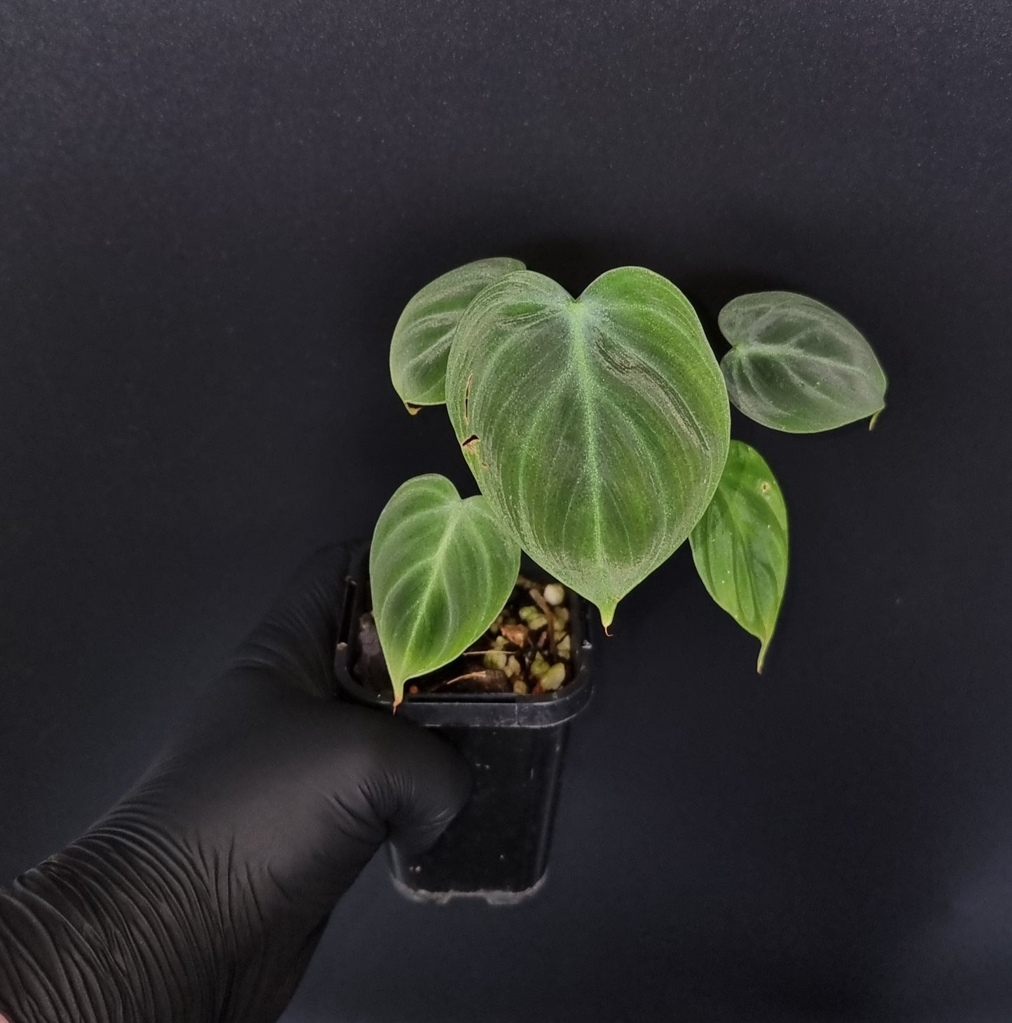 Philodendron Rubrijuvenile ( el choco ) MEDIUM