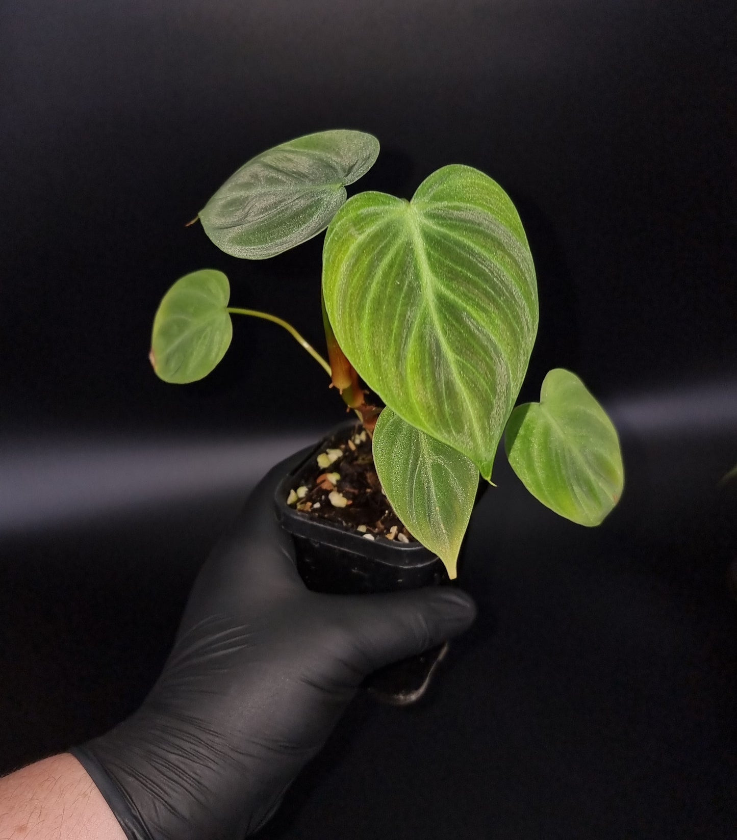 Philodendron Rubrijuvenile ( el choco ) MEDIUM