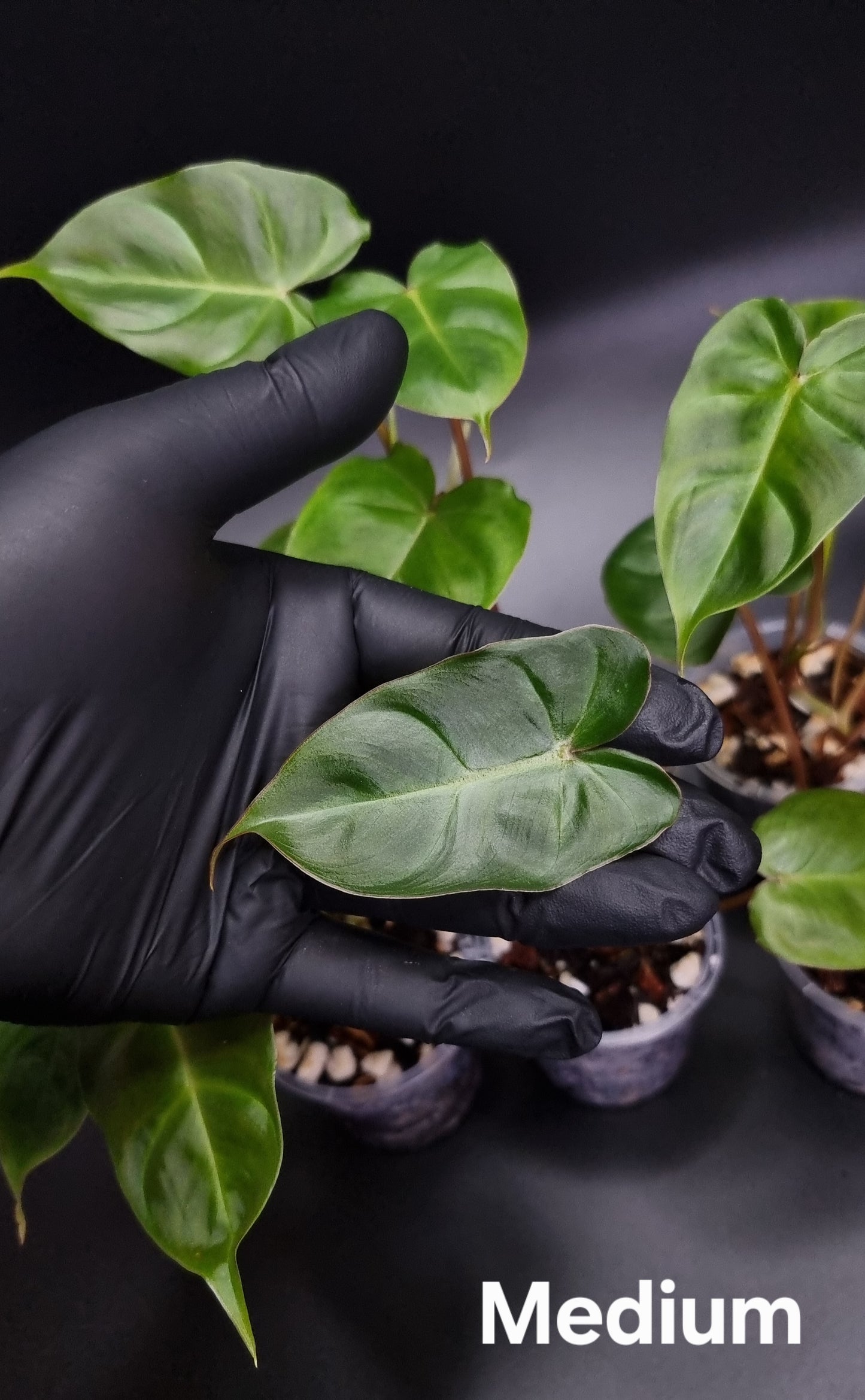 Philodendron Batch I.d " Billicosum " ( Verrucosum x Billietiae) MEDIUM