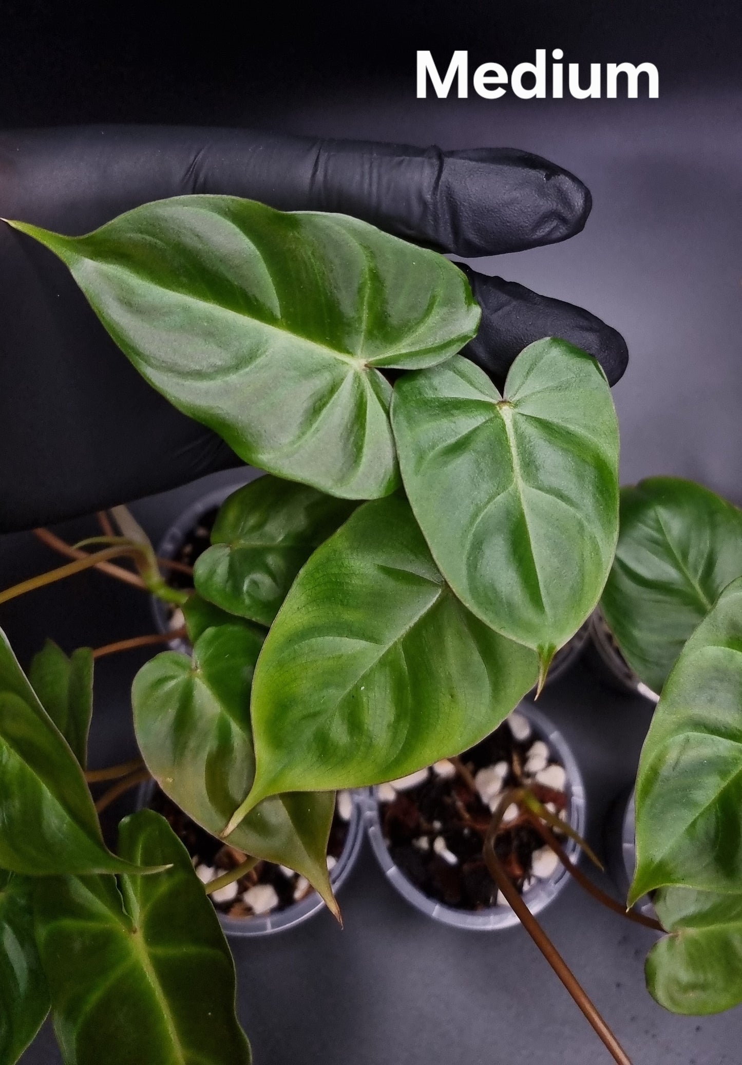 Philodendron Batch I.d " Billicosum " ( Verrucosum x Billietiae) MEDIUM