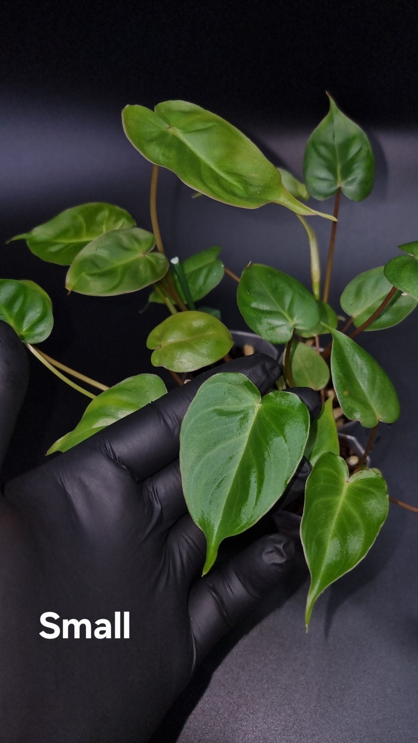 Philodendron Batch I.d " Billicosum " ( Verrucosum x Billietiae) SMALL