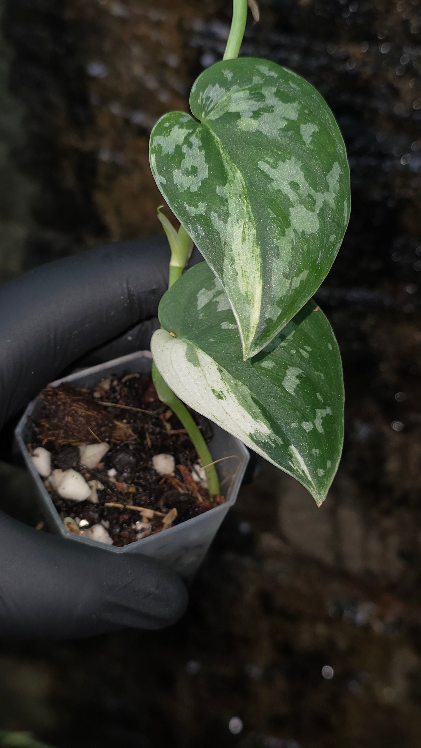 Variegated Scindapsus Mayari