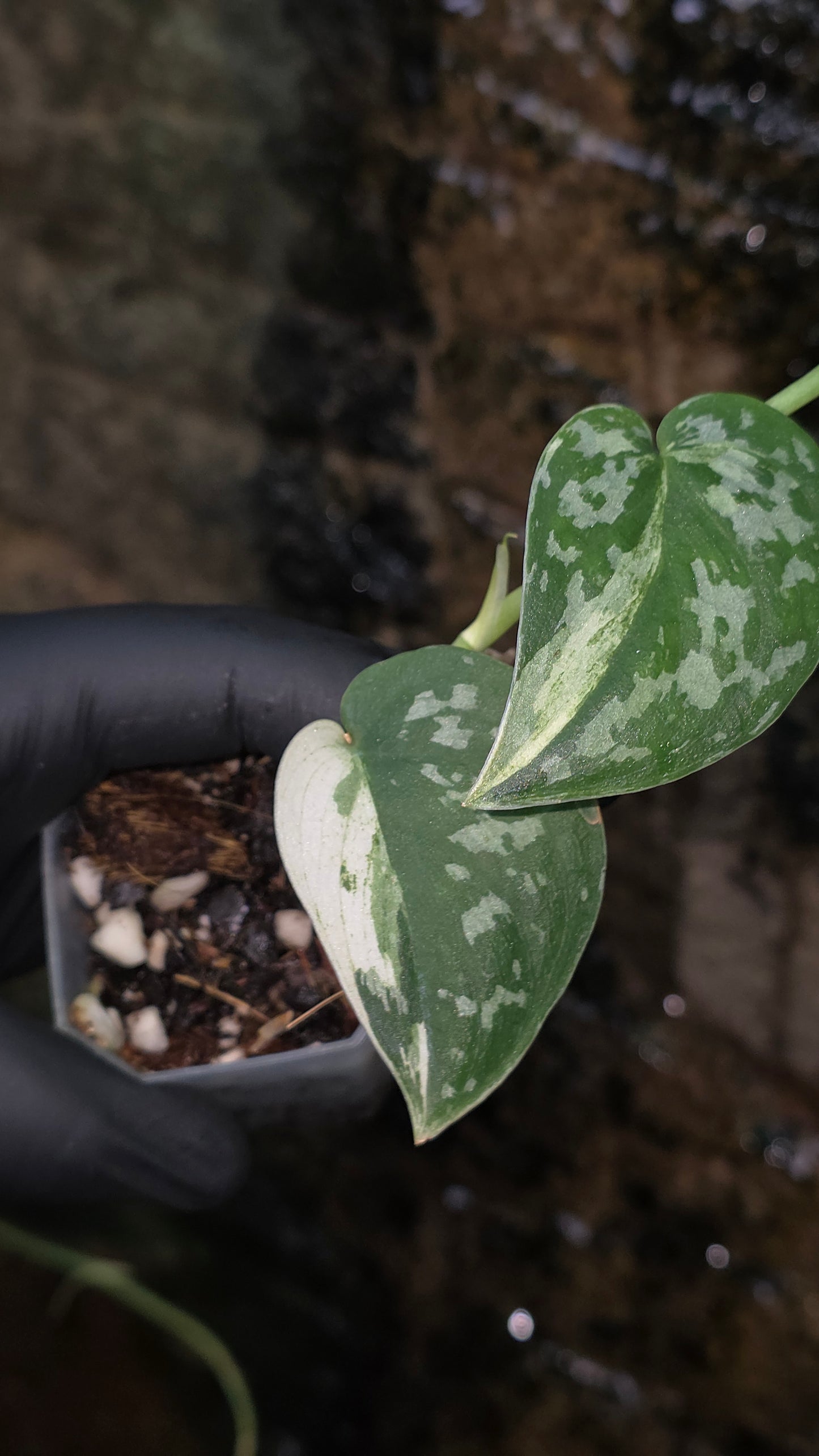 Variegated Scindapsus Mayari