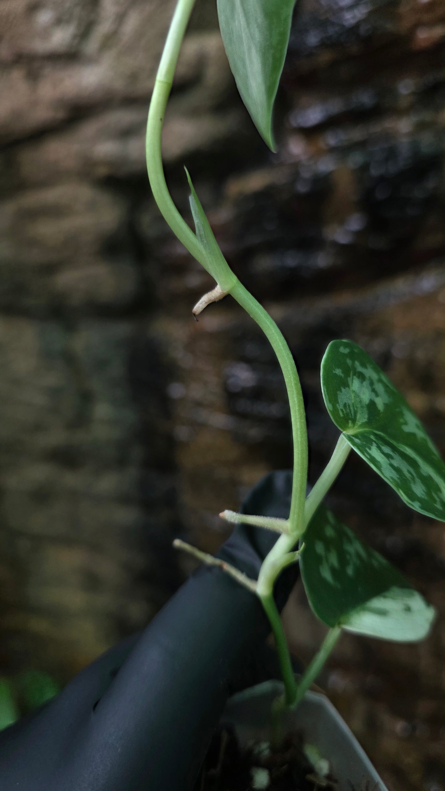 Variegated Scindapsus Mayari