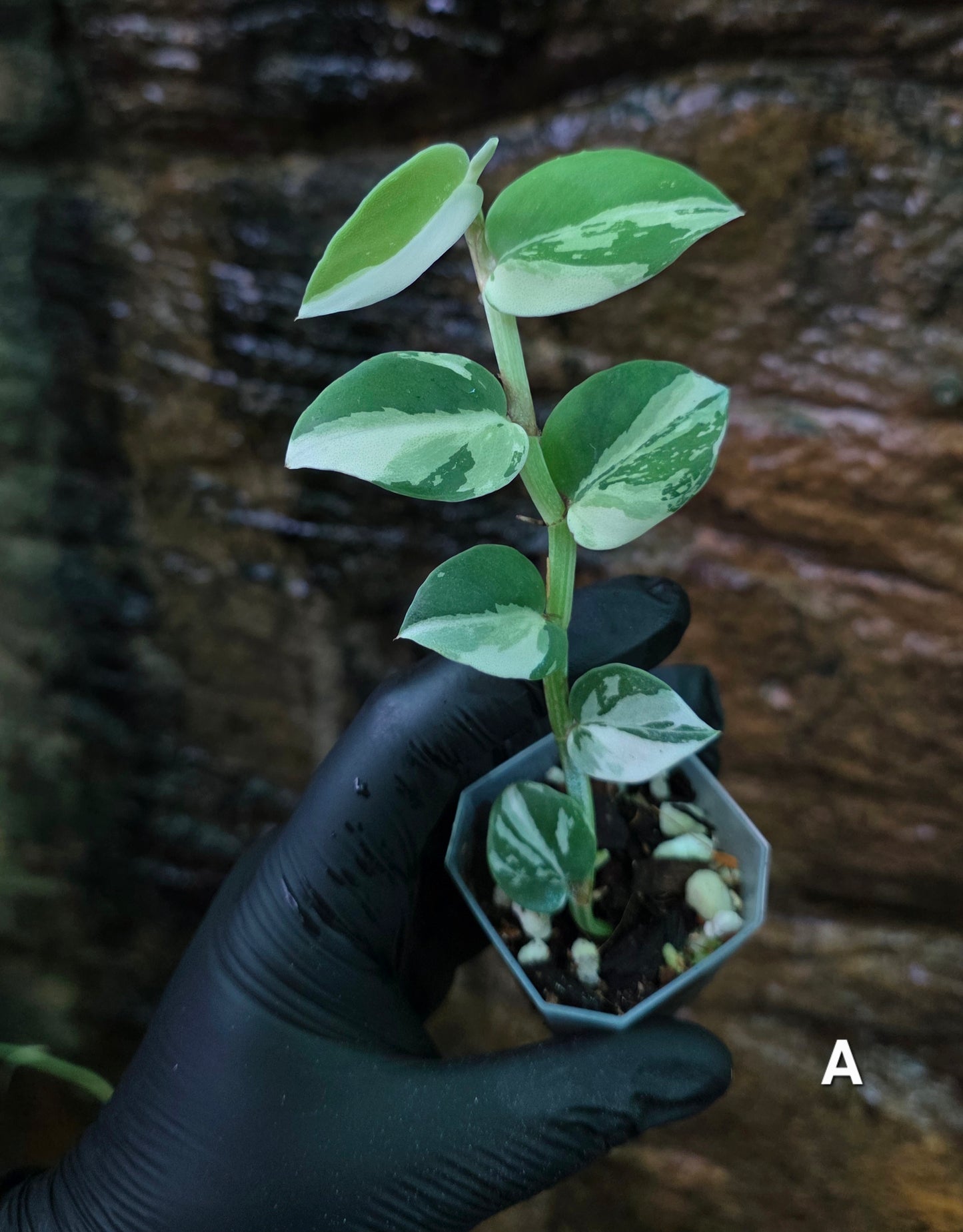 Raphidophora Hongkongenis albo
