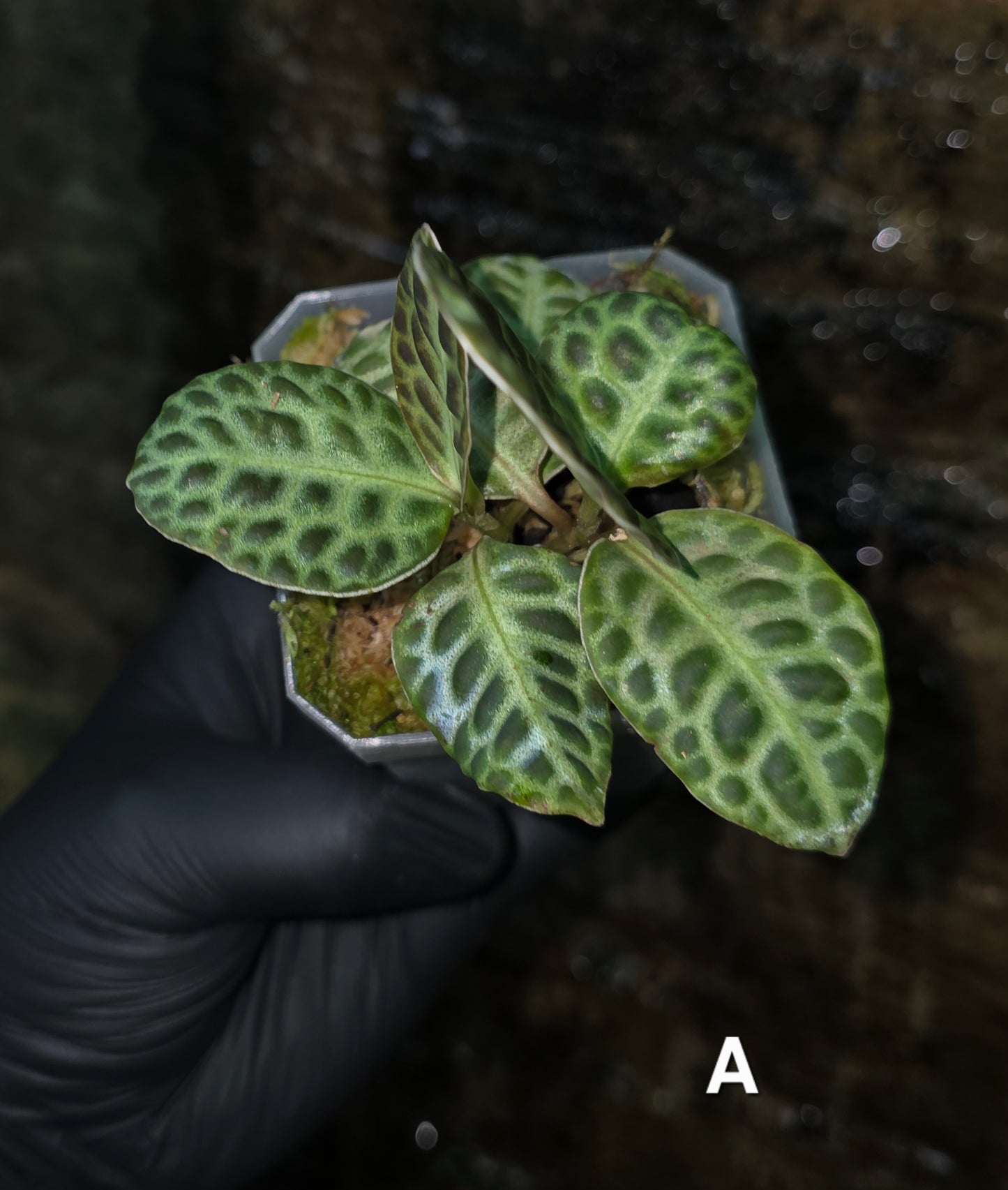 Labisia Turtle Back