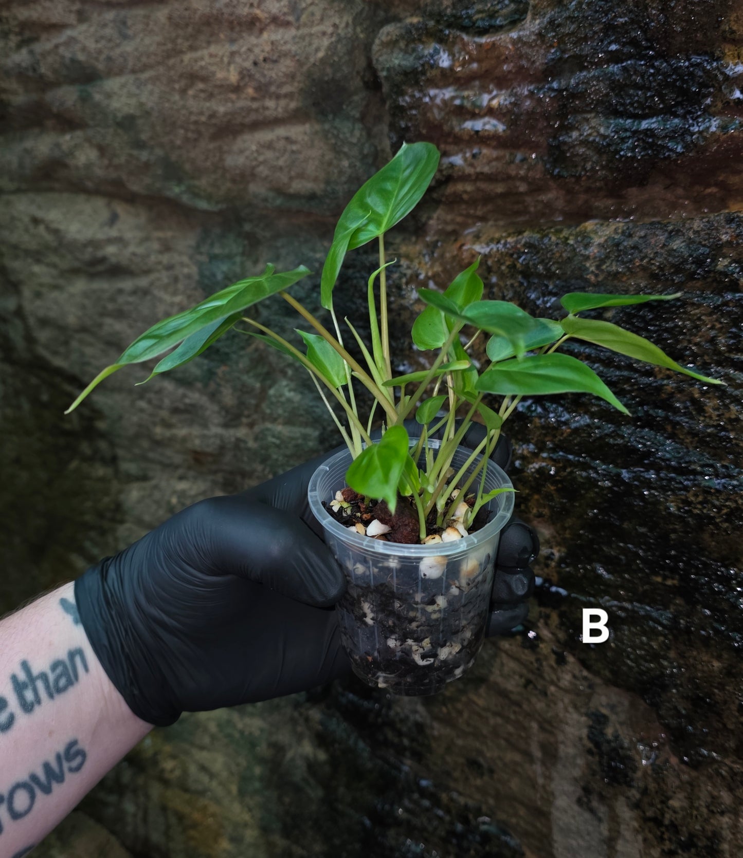 Philodendron Batch I.d " Billicosum " (Verrucosum x Billietiae) MULTIPLANTED