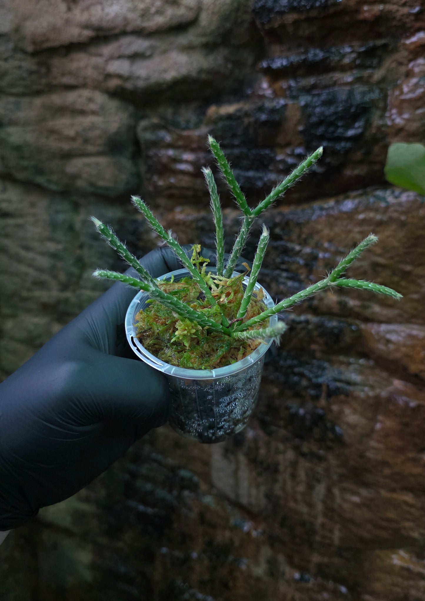 Rhipsalis baccifera