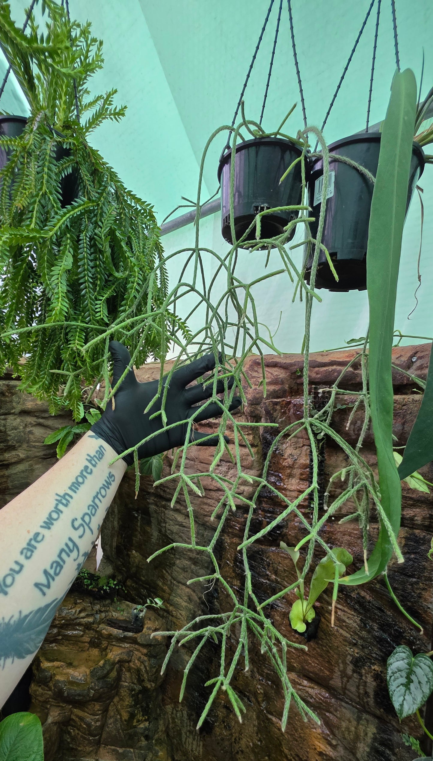 Rhipsalis baccifera