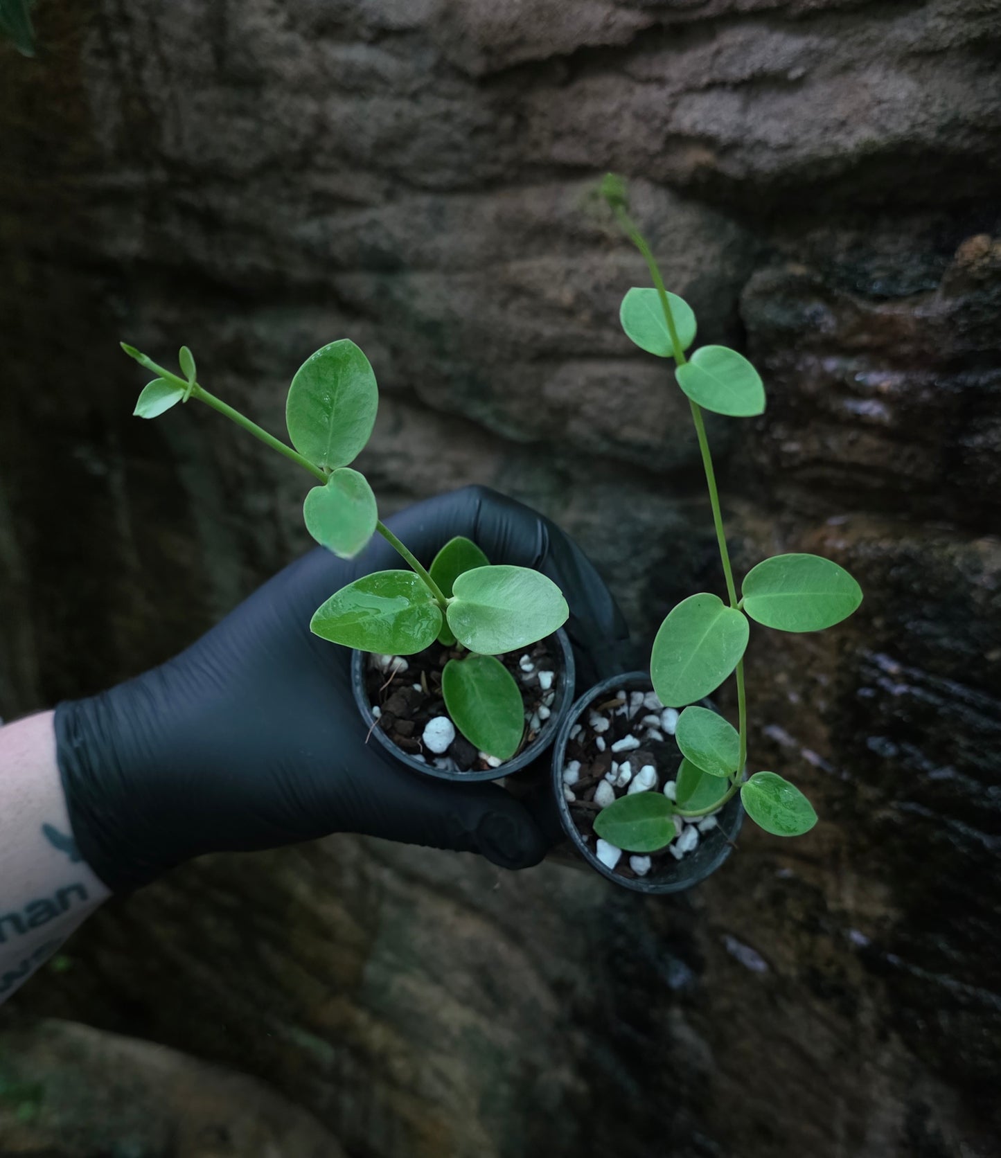 Hoya cumingiana