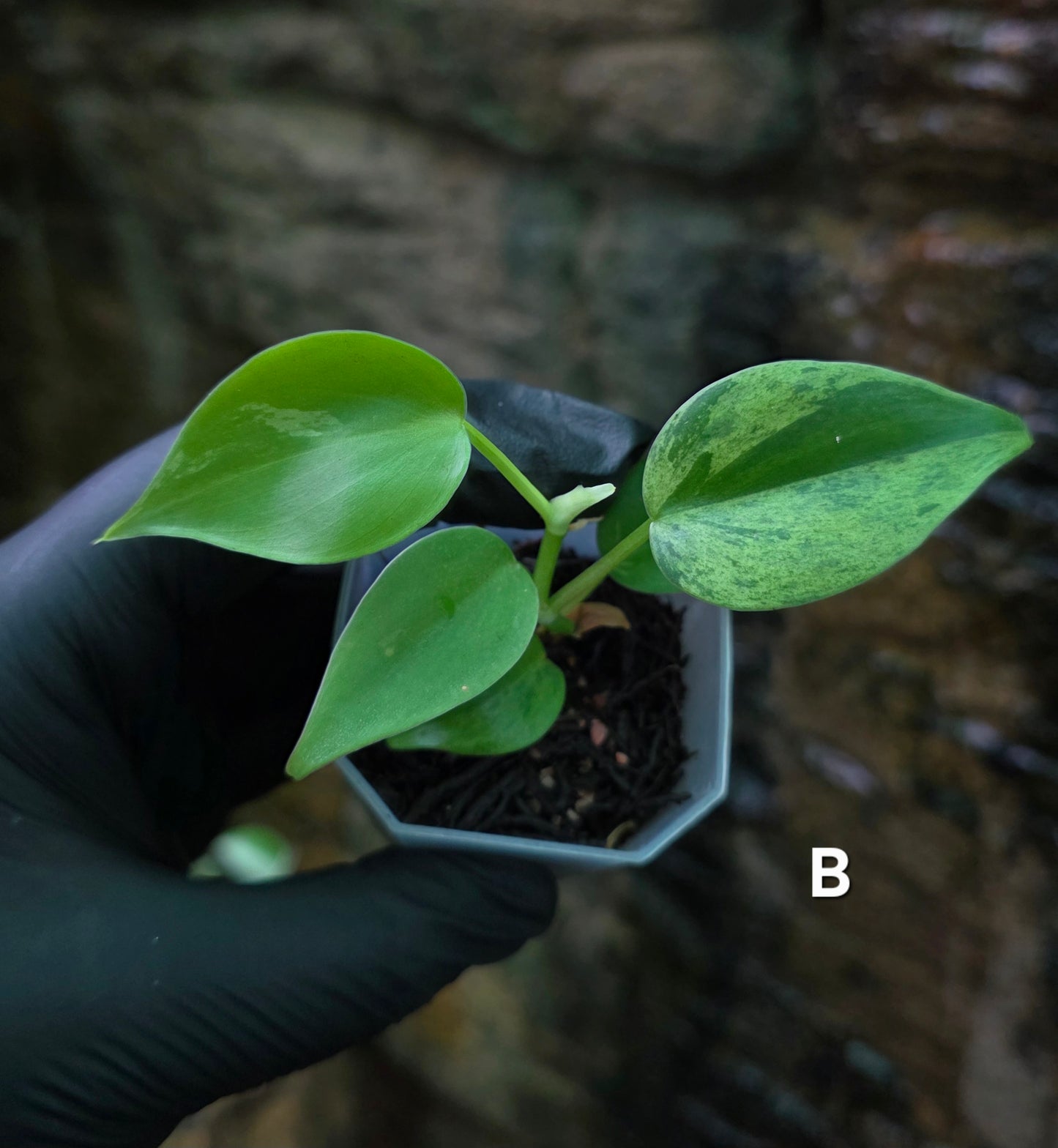 Variegated Philodendron Heart leaf