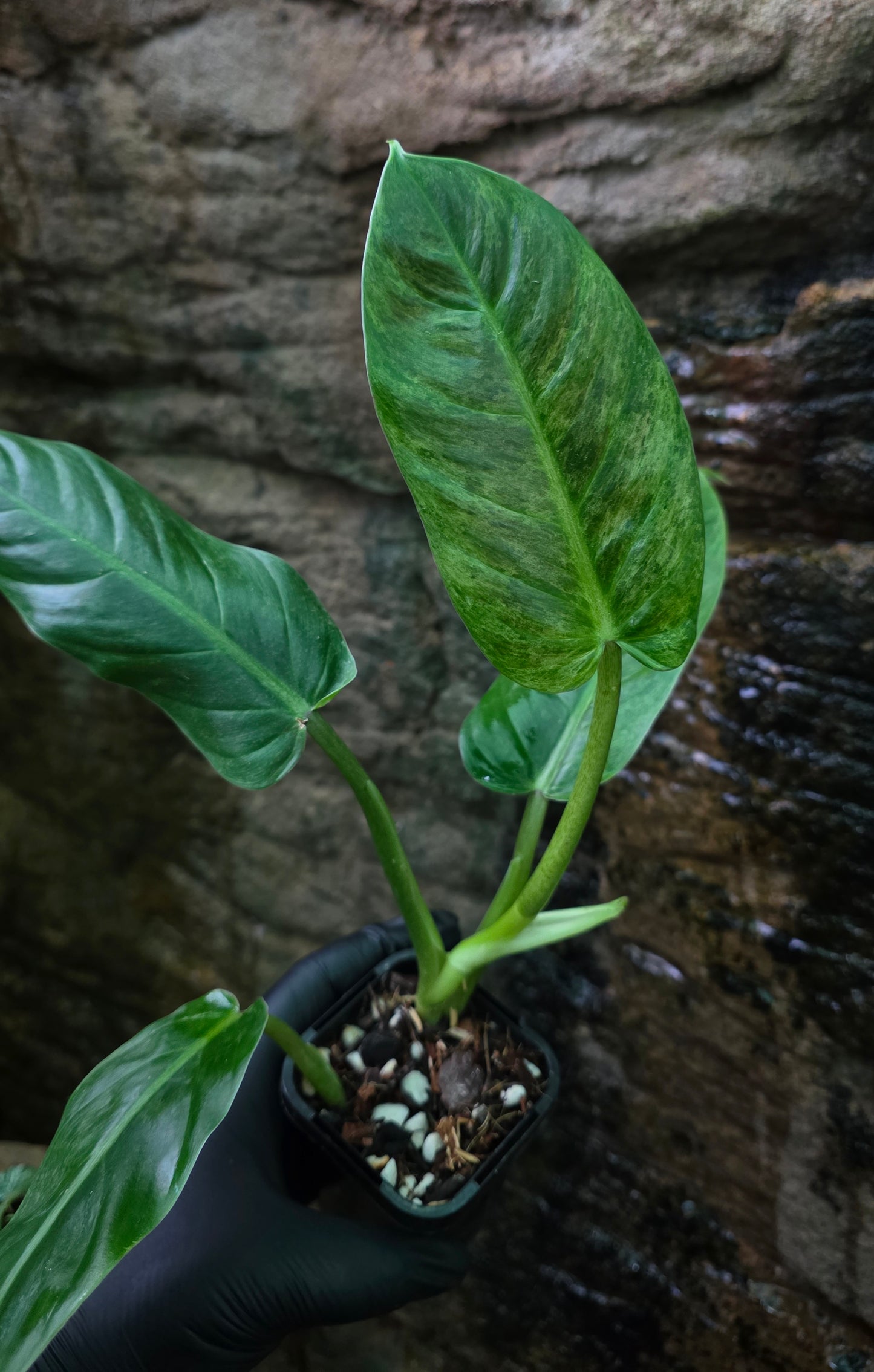 Variegated Philodendron Subhastatum
