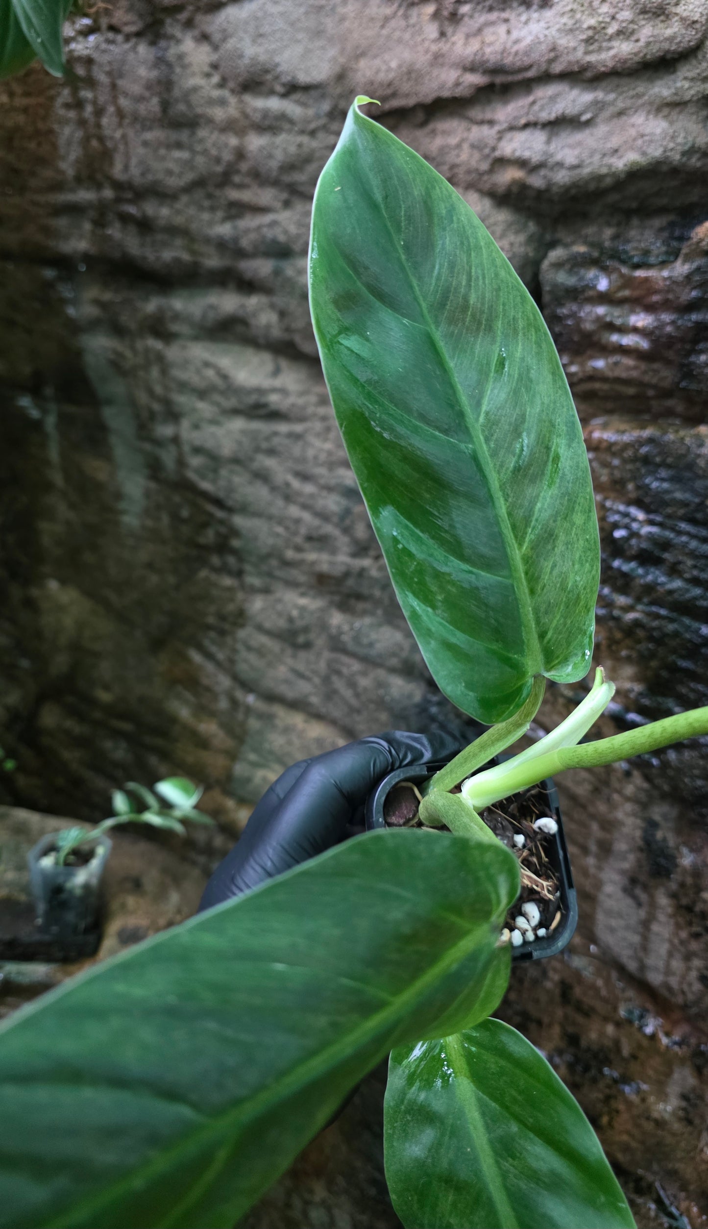 Variegated Philodendron Subhastatum