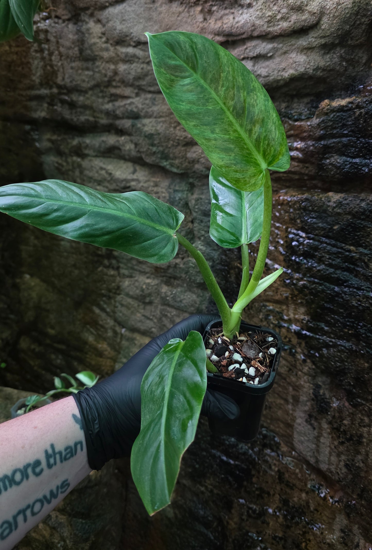 Variegated Philodendron Subhastatum