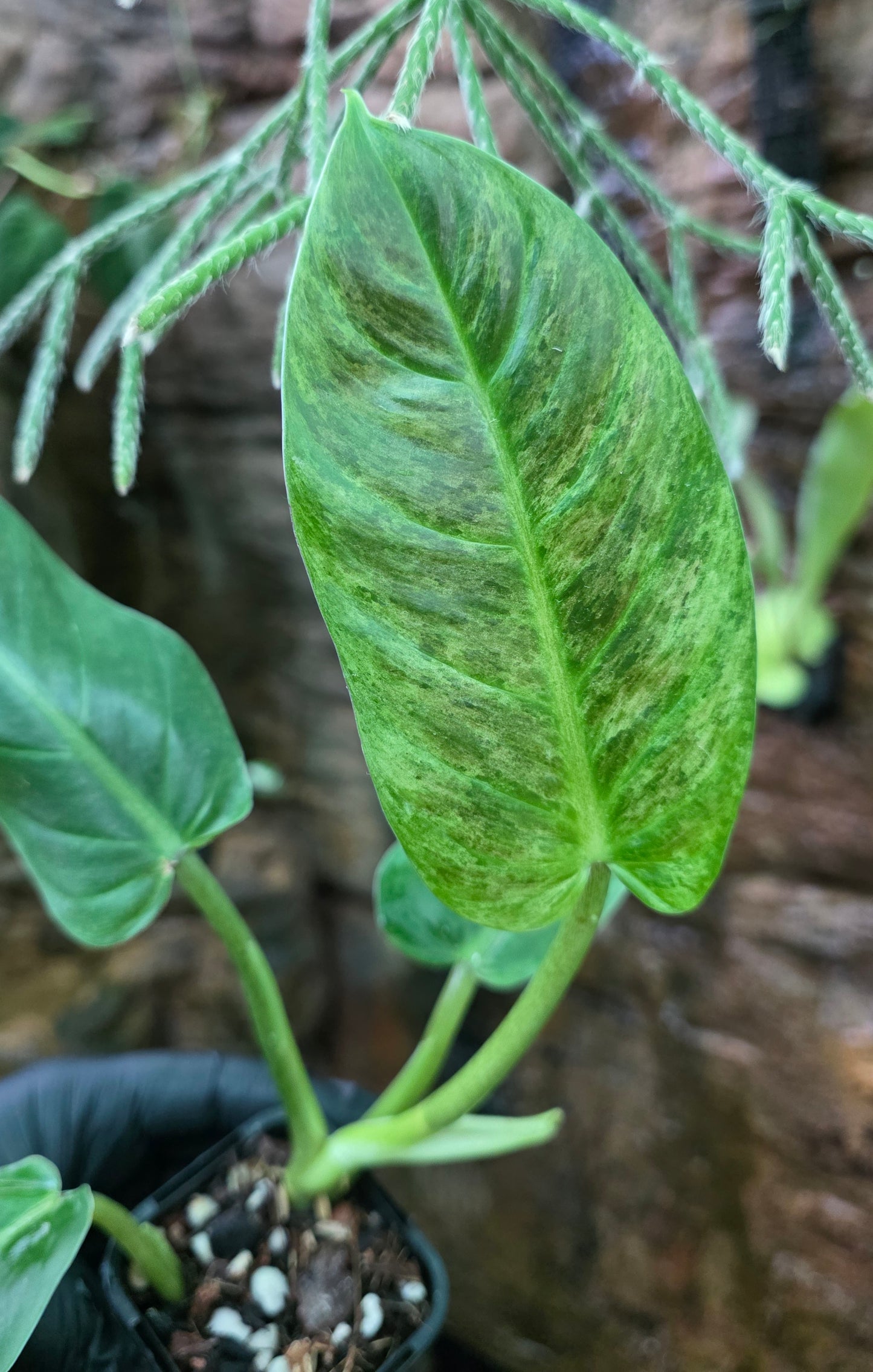 Variegated Philodendron Subhastatum