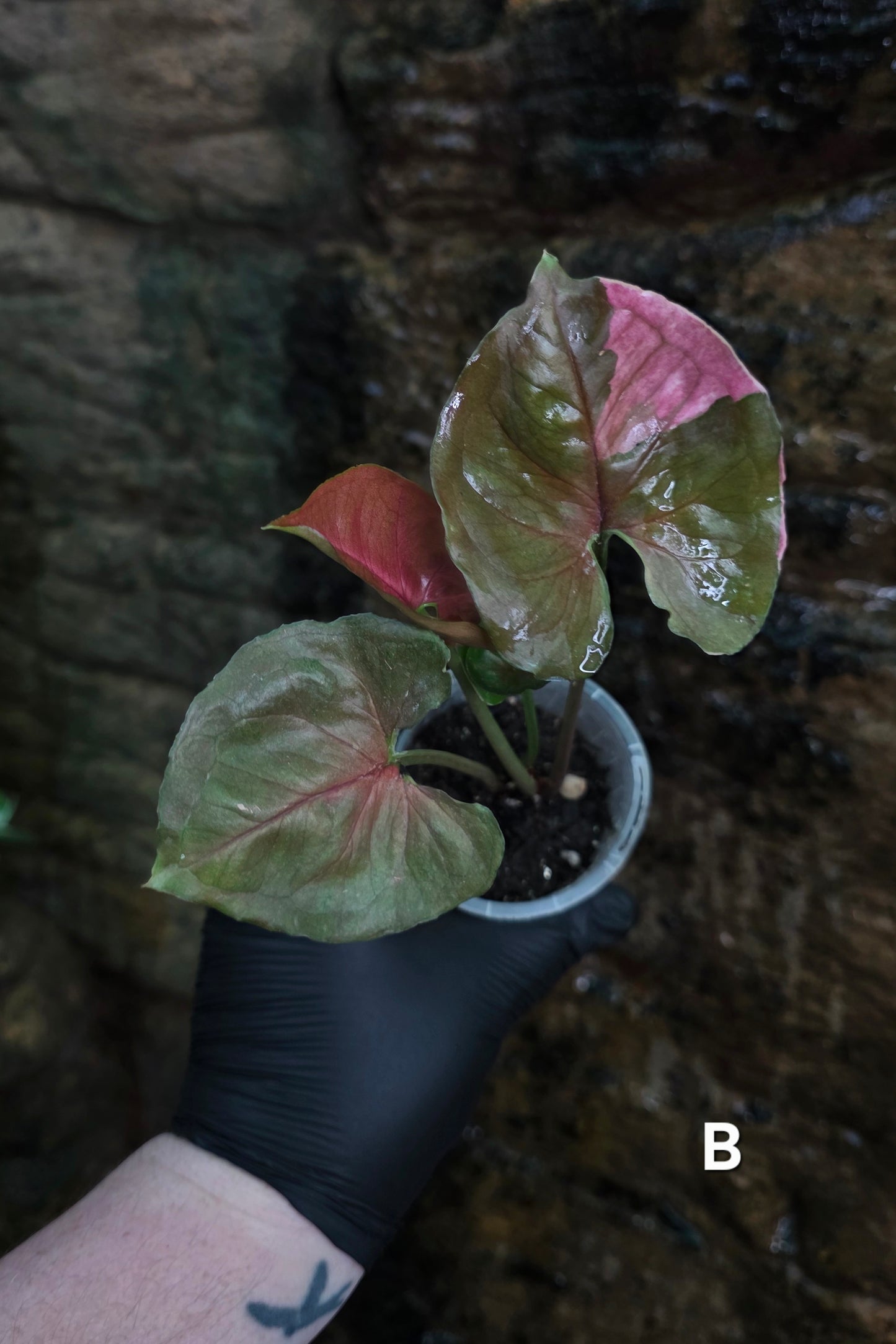 Syngonium Strawberry Ice π π§