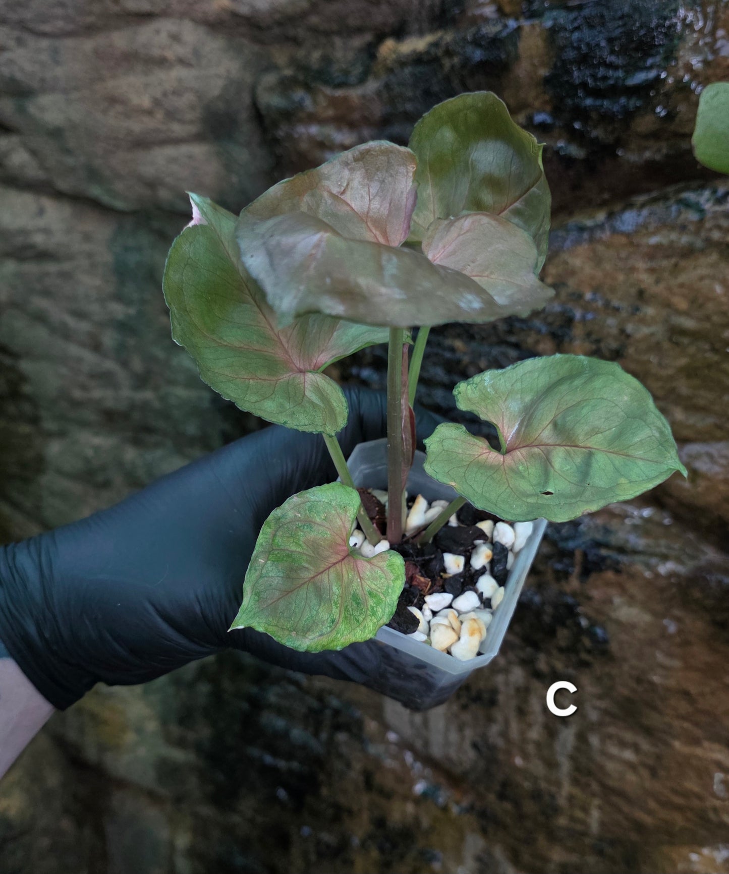 Syngonium Strawberry Ice π π§