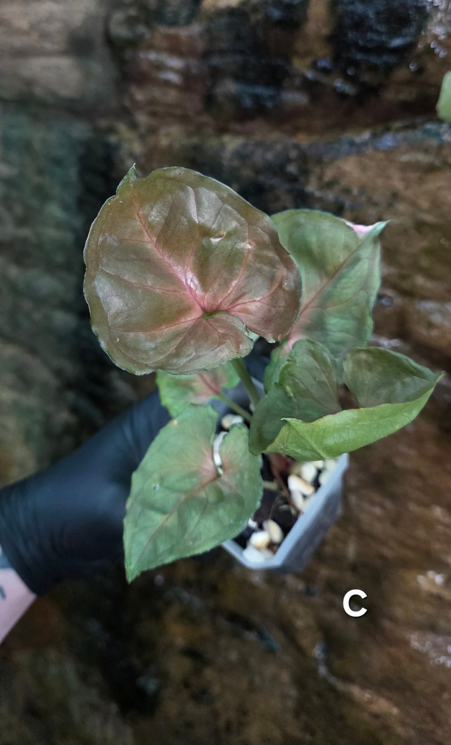 Syngonium Strawberry Ice π π§