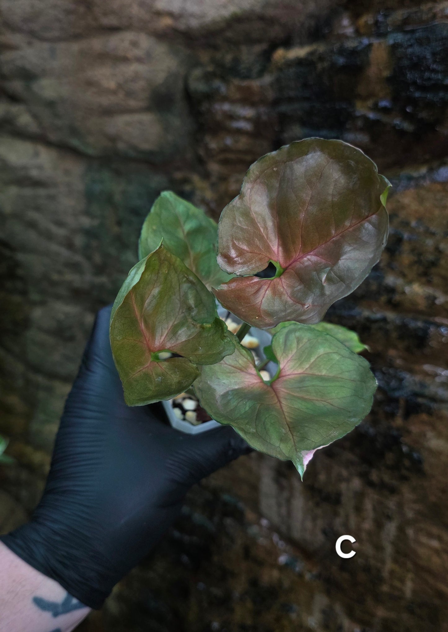 Syngonium Strawberry Ice π π§