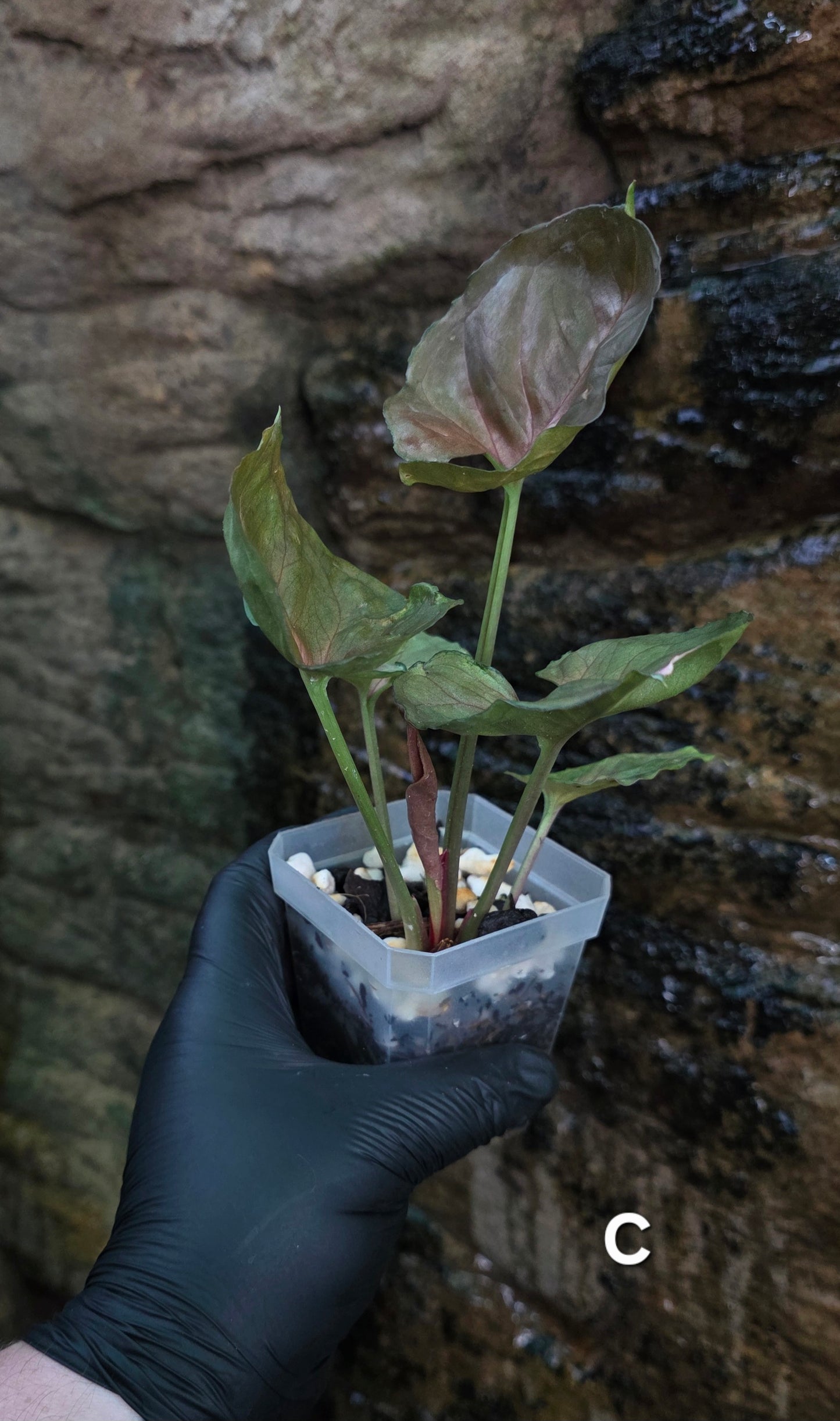 Syngonium Strawberry Ice π π§