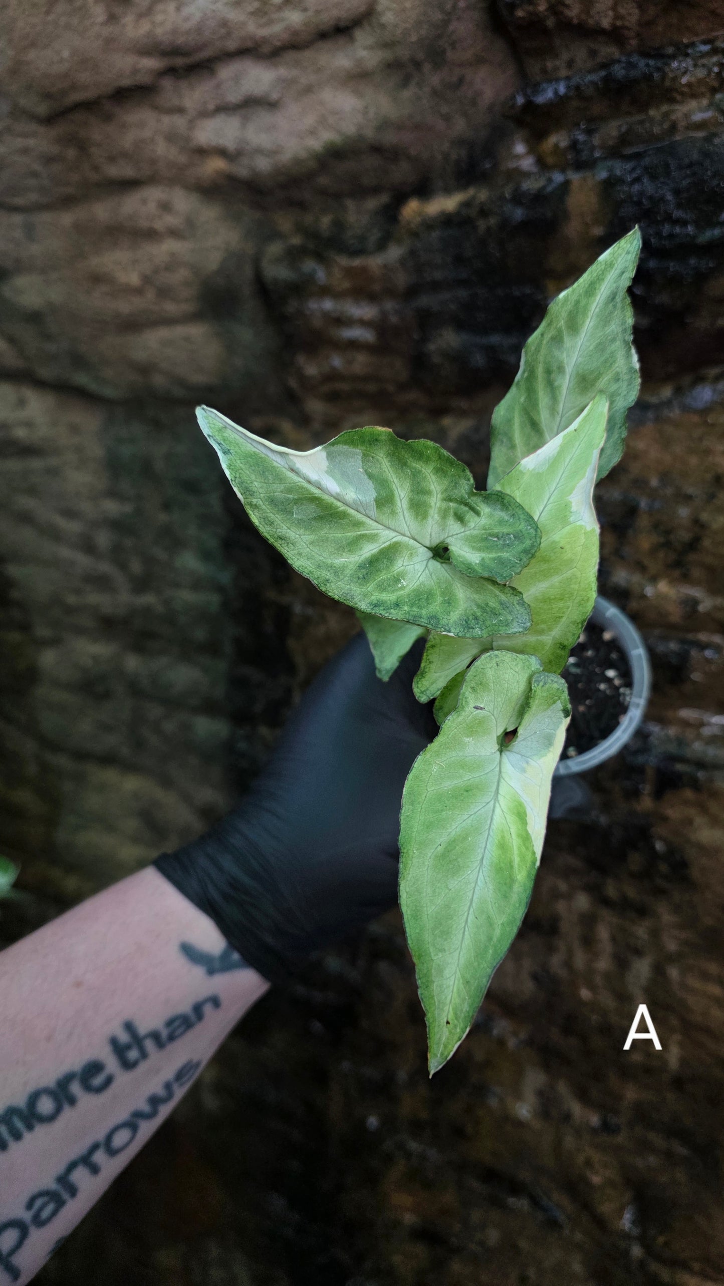 Syngonium zebrina