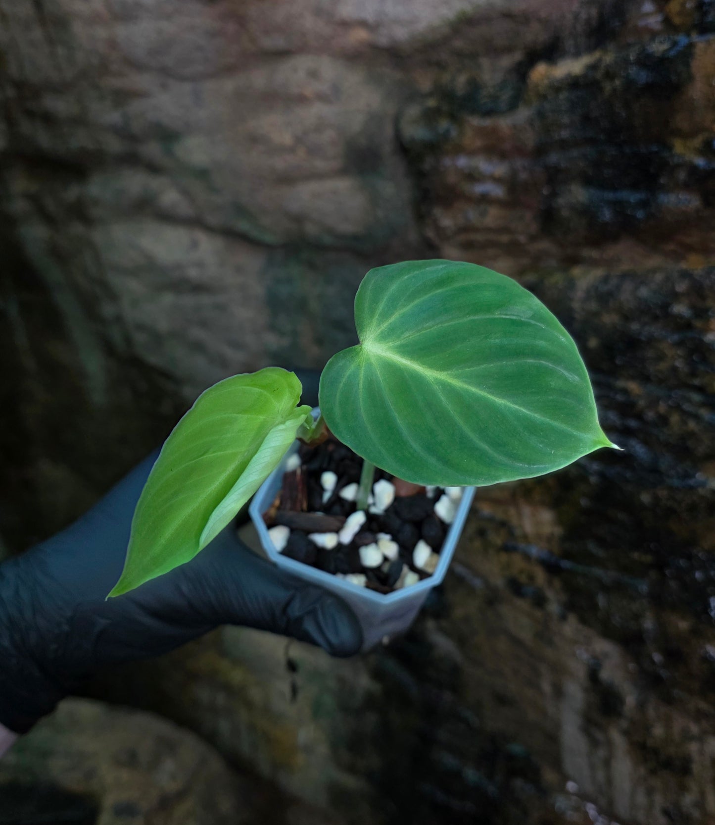 Philodendron Gloriosum x Verrucosum " Zeus "