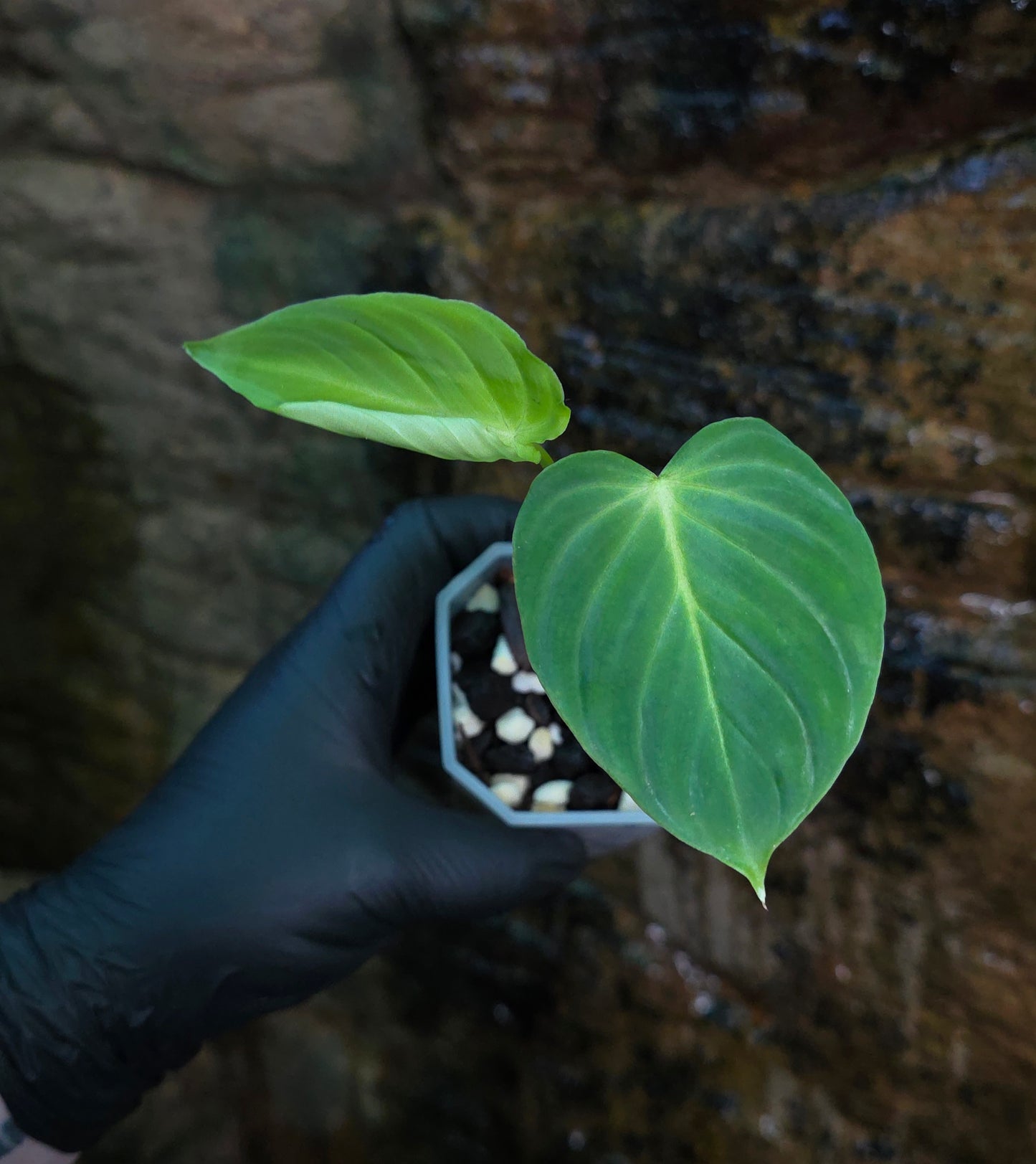 Philodendron Gloriosum x Verrucosum " Zeus "