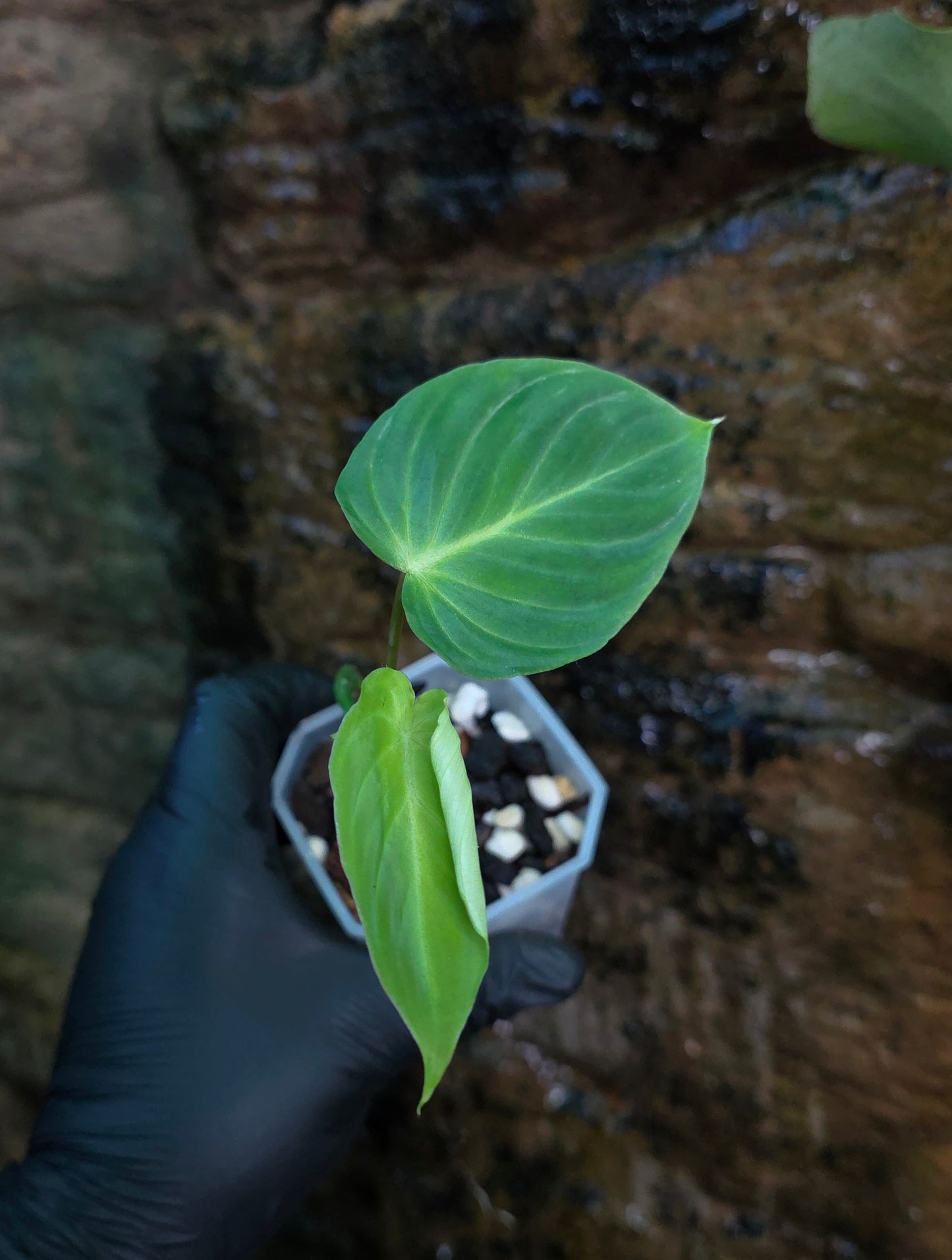Philodendron Gloriosum x Verrucosum " Zeus "