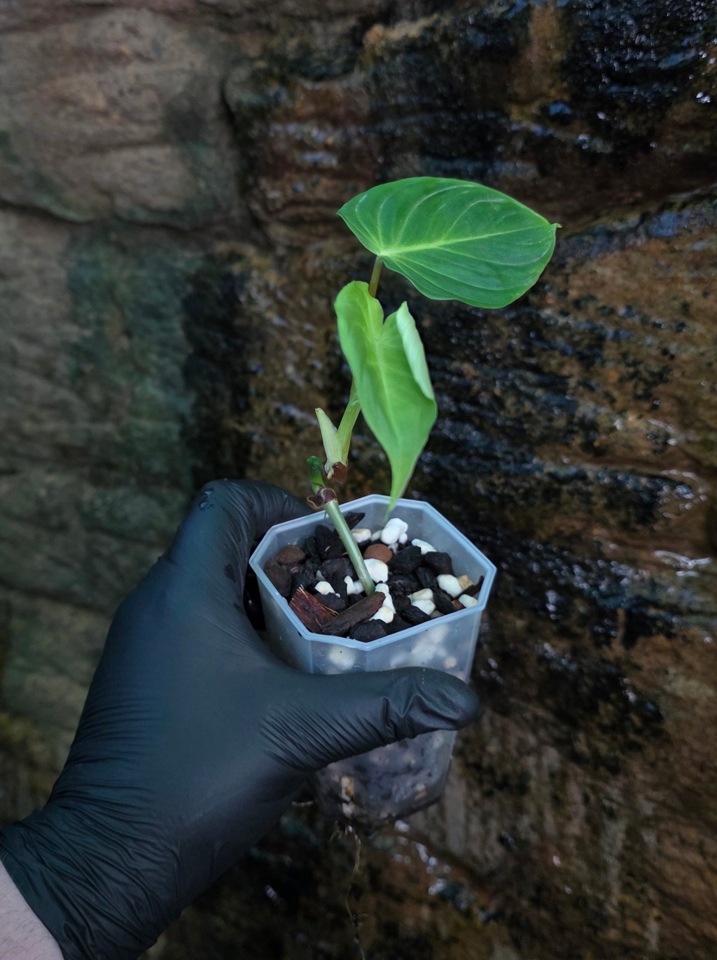 Philodendron Gloriosum x Verrucosum " Zeus "
