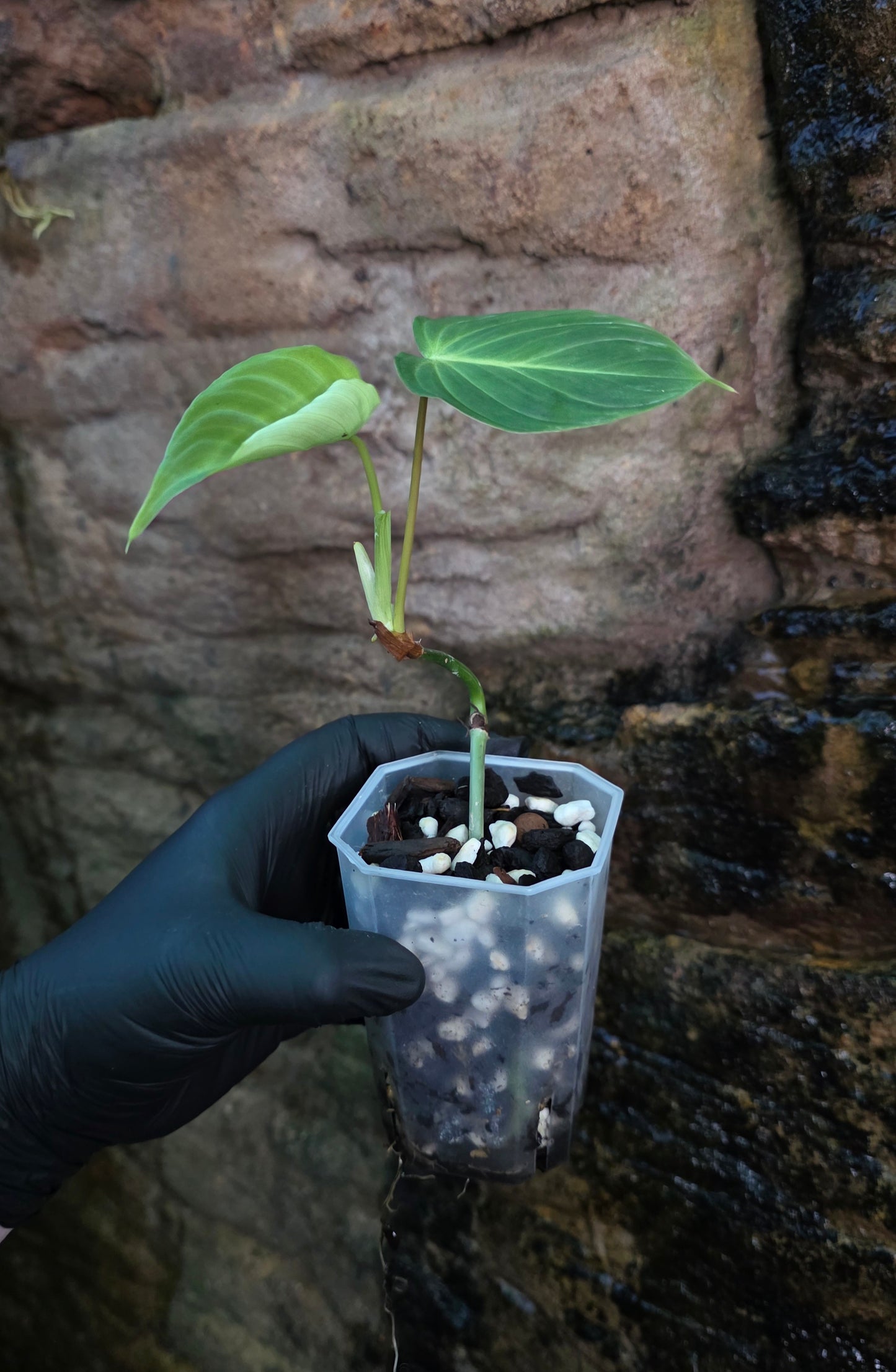 Philodendron Gloriosum x Verrucosum " Zeus "