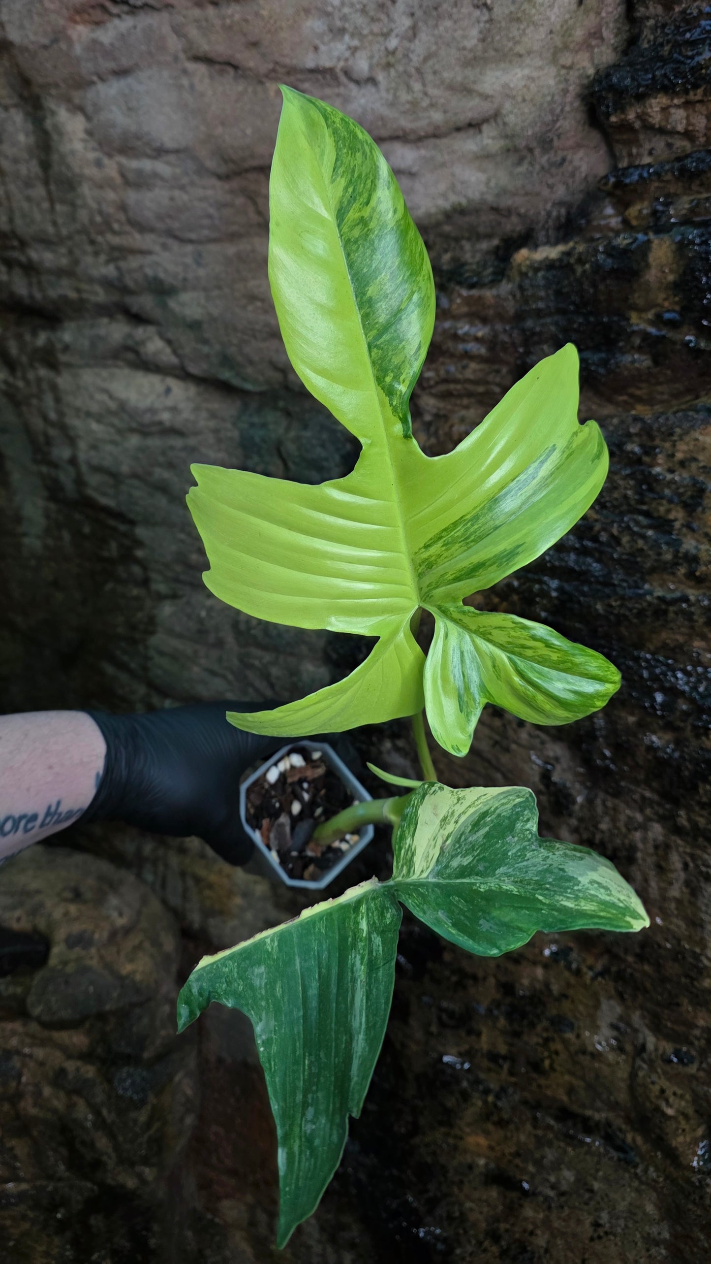 Philodendron Florida Beauty