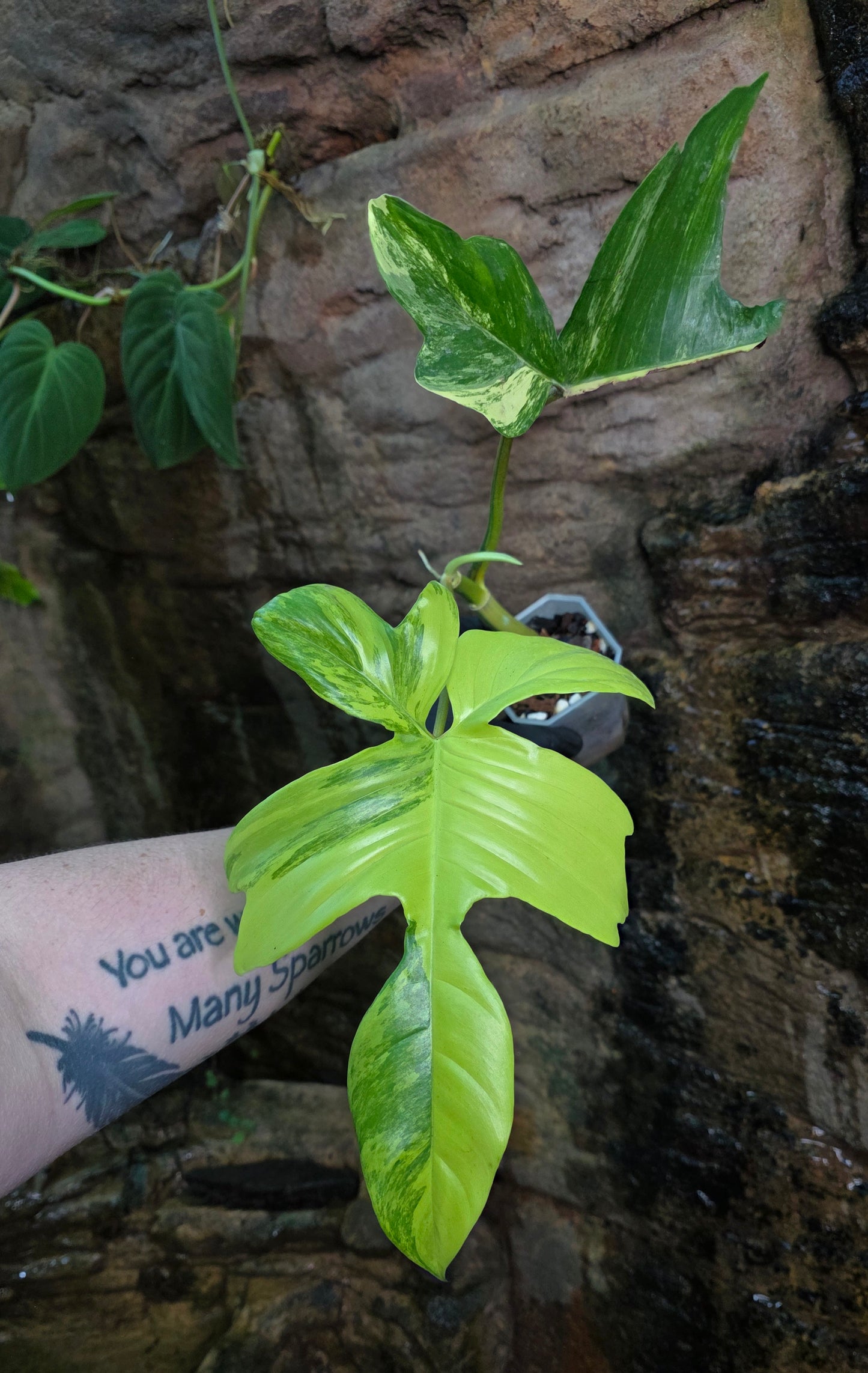 Philodendron Florida Beauty