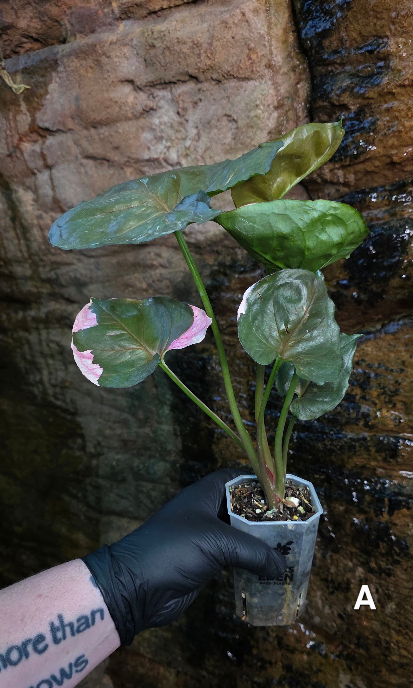 Syngonium Strawberry Ice π π§