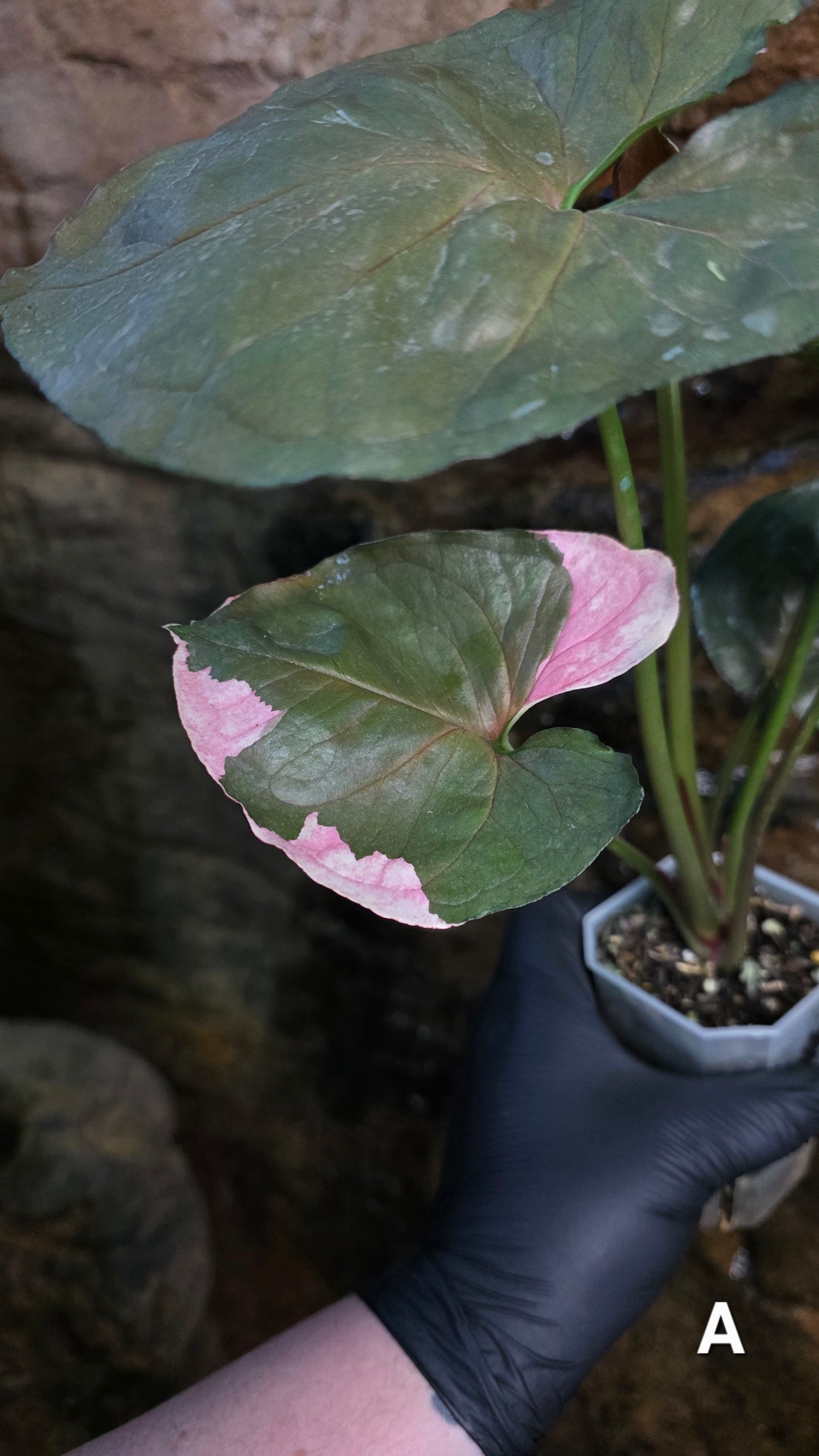Syngonium Strawberry Ice π π§