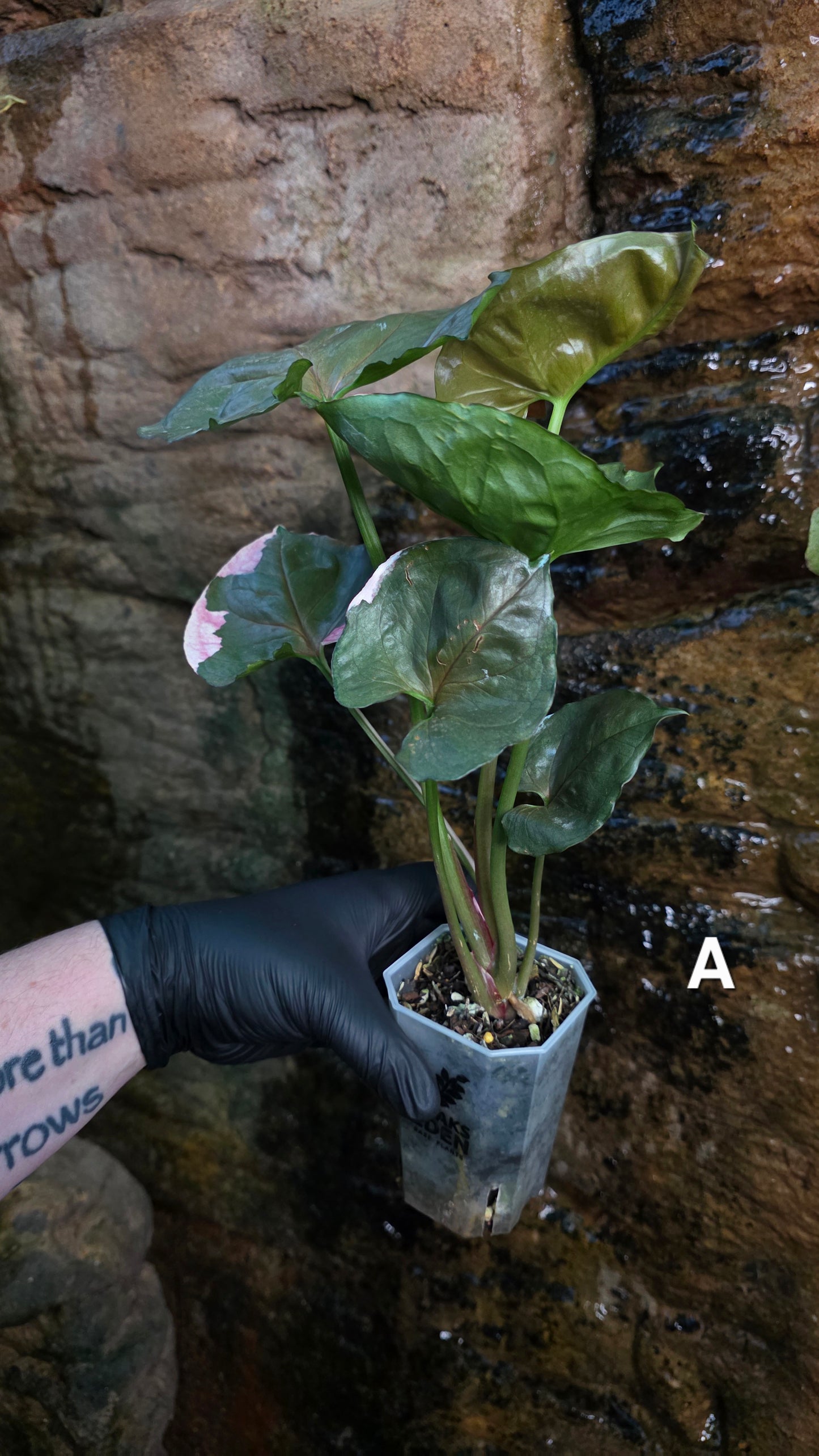 Syngonium Strawberry Ice π π§
