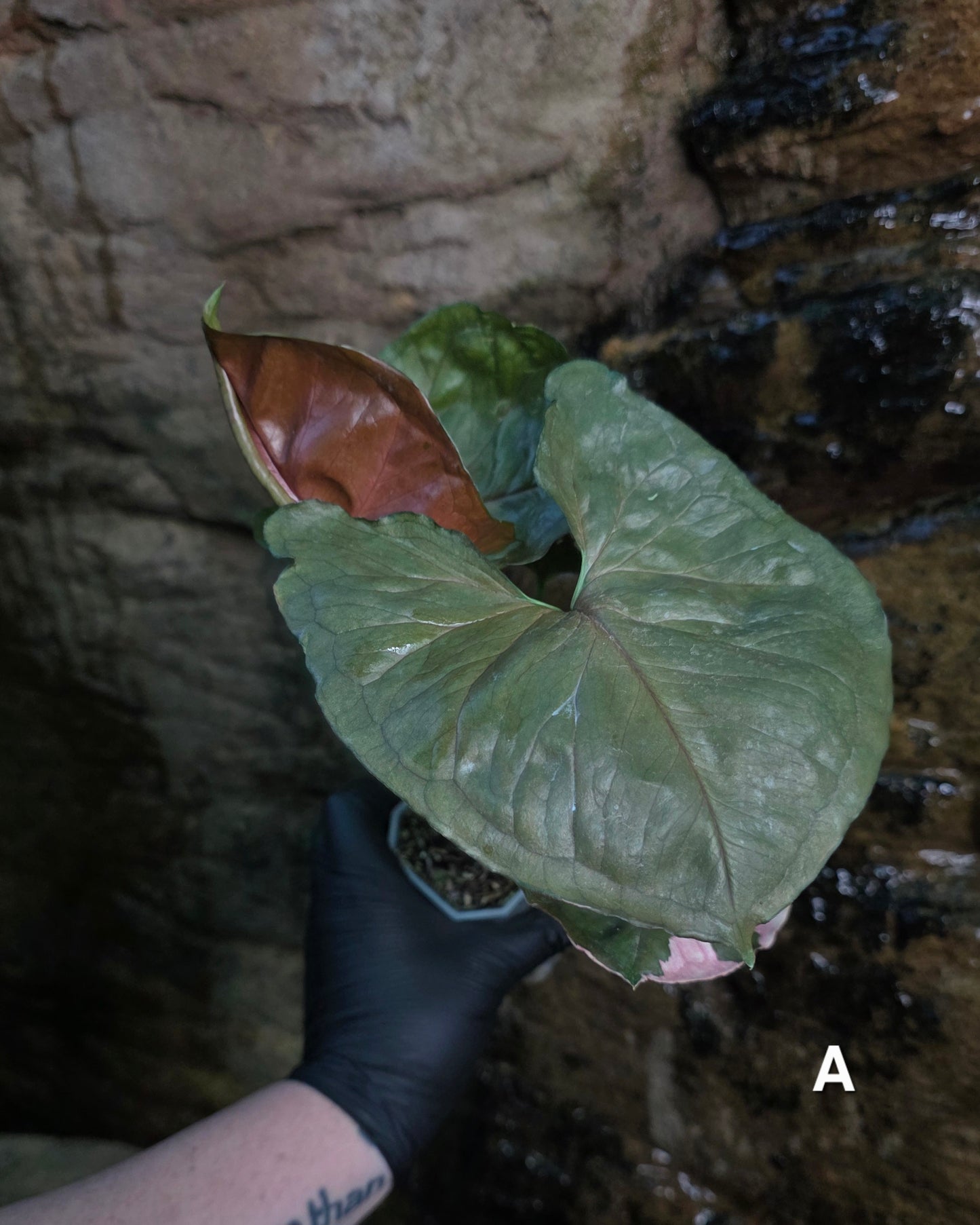 Syngonium Strawberry Ice π π§