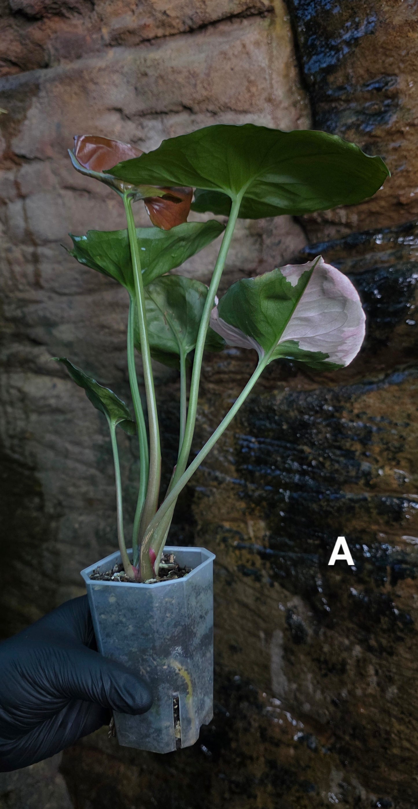 Syngonium Strawberry Ice π π§