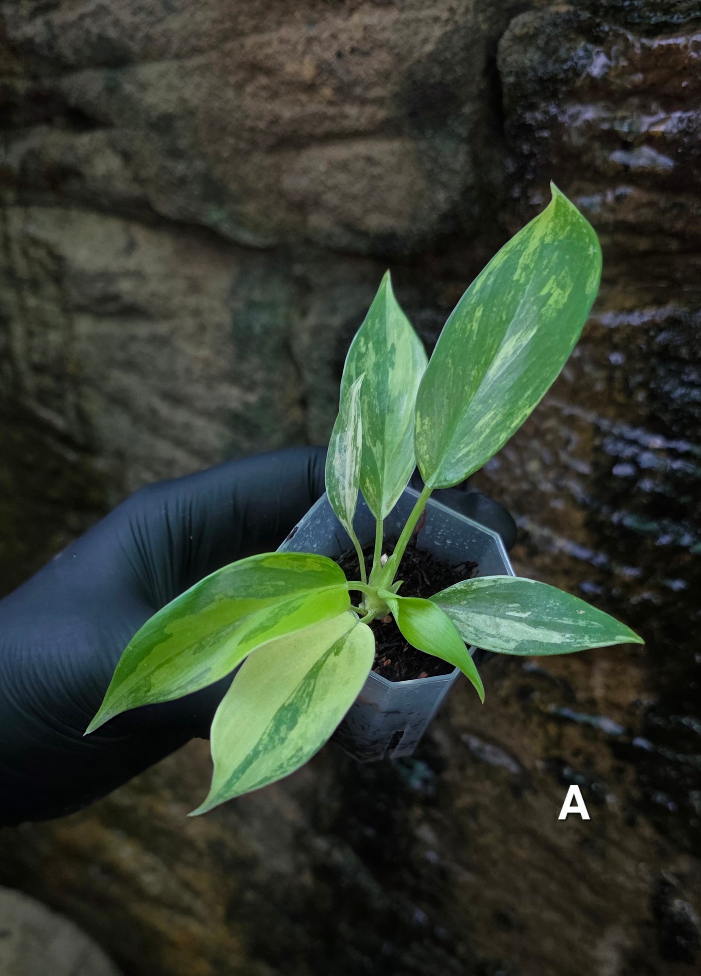 NEW HYBRID* Philodendron Florida Beauty x Squamferium