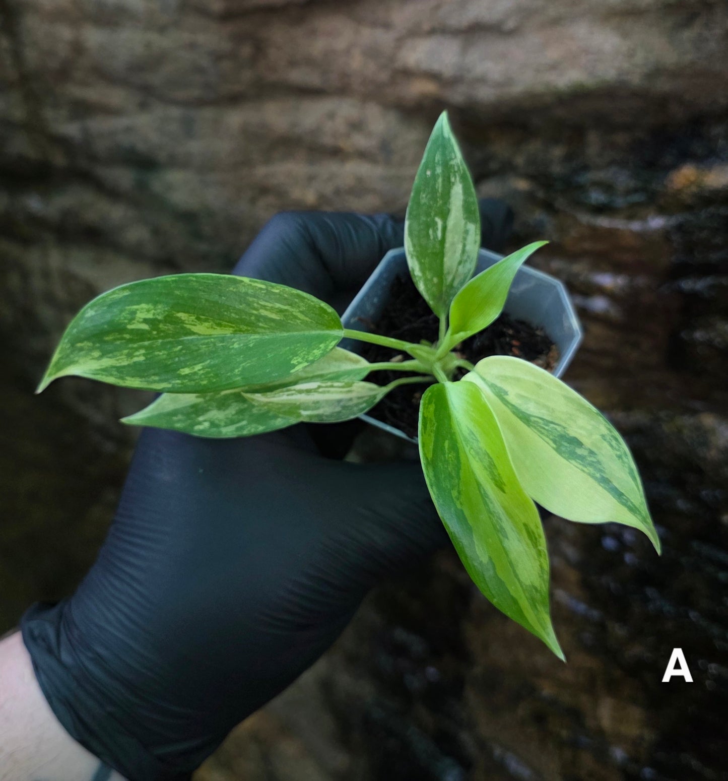 NEW HYBRID* Philodendron Florida Beauty x Squamferium