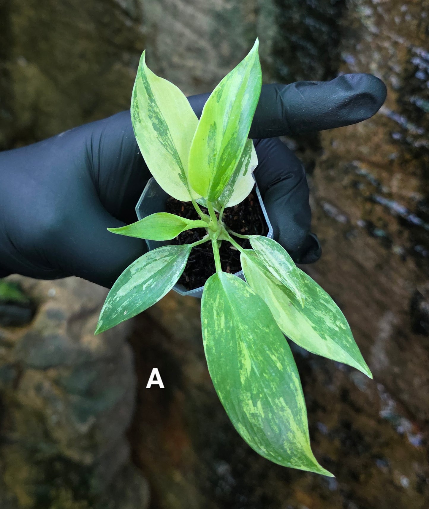 NEW HYBRID* Philodendron Florida Beauty x Squamferium
