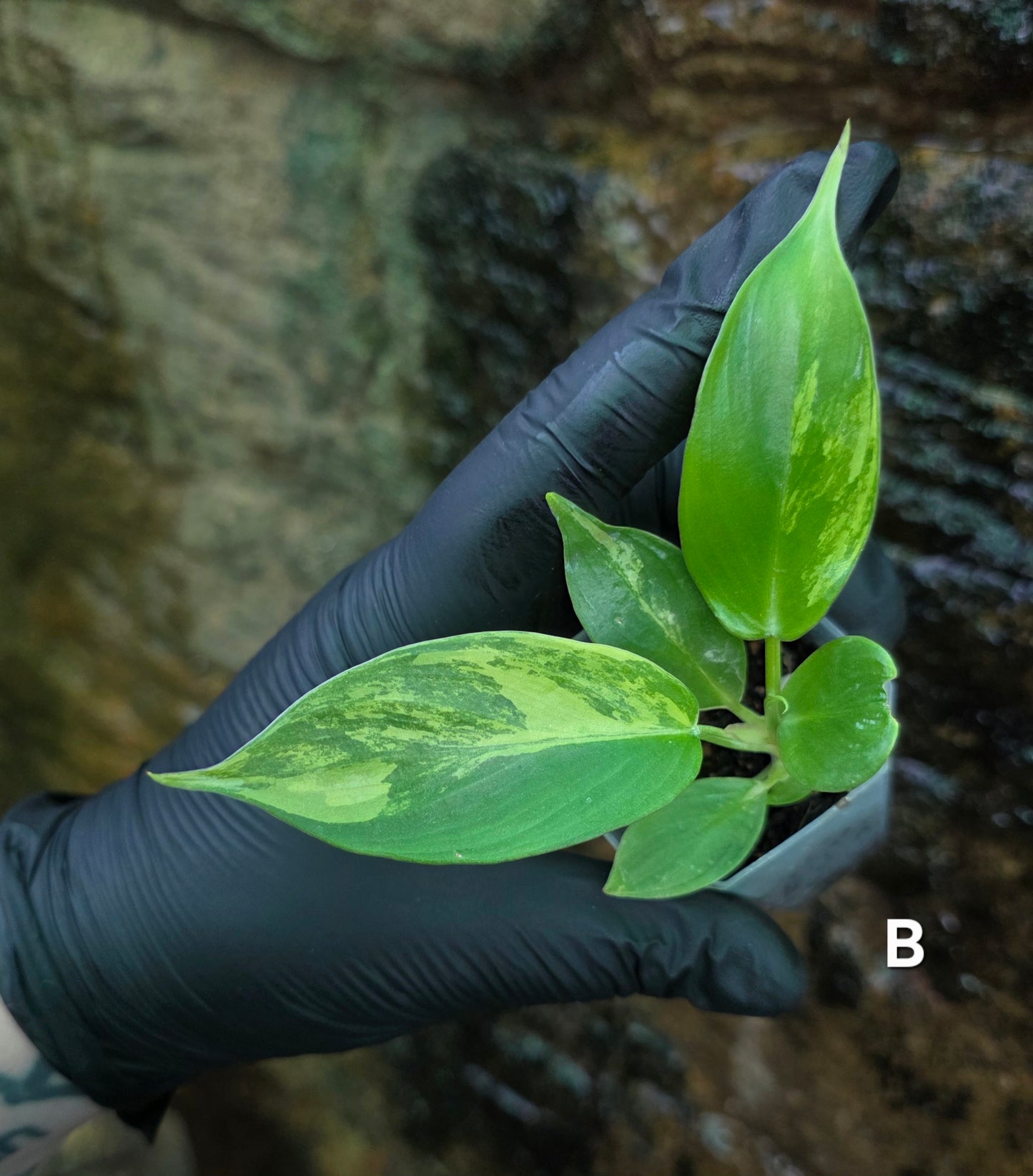 NEW HYBRID* Philodendron Florida Beauty x Squamferium