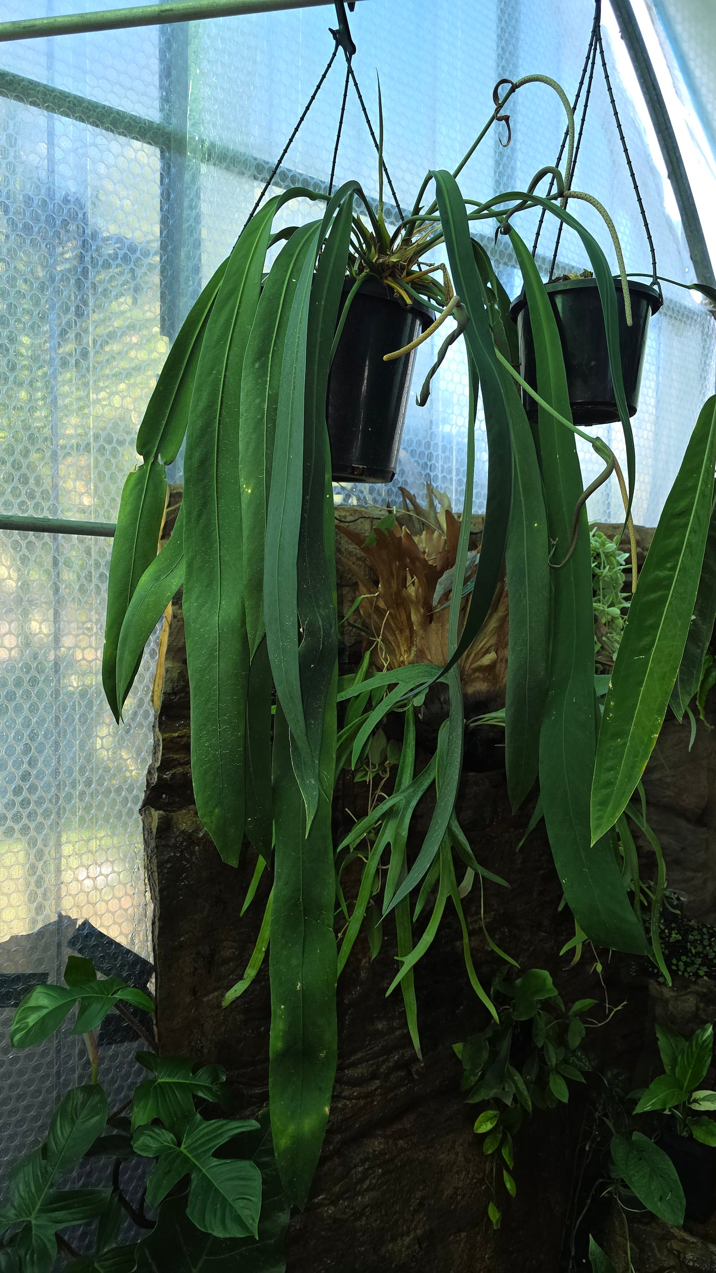 Anthurium Vittariifolium
