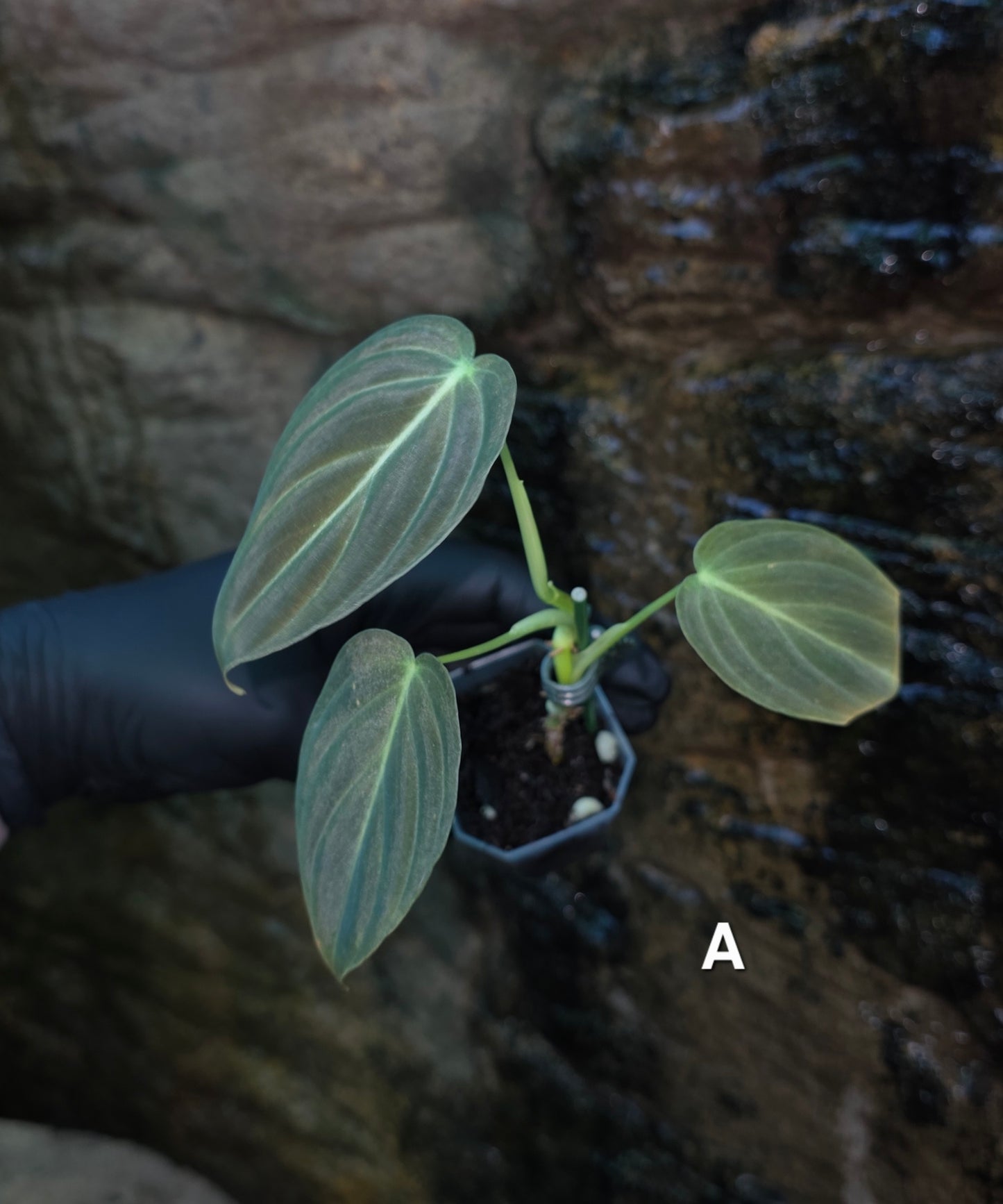 NEW HYBRID* Philodendron Splendid x Gloriosum