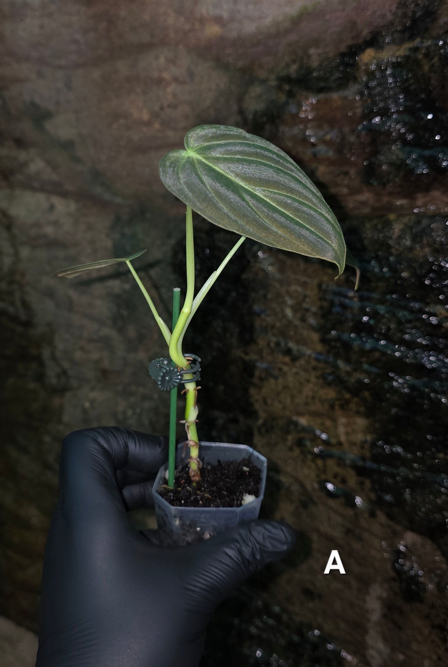NEW HYBRID* Philodendron Splendid x Gloriosum