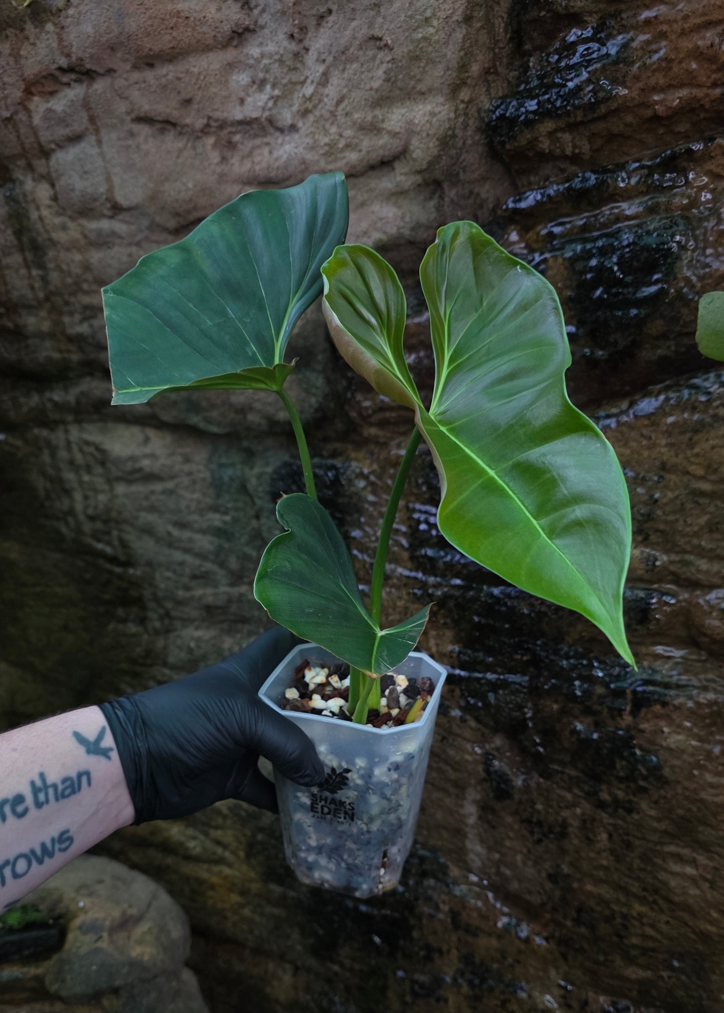 Philodendron Lupinum XLarge