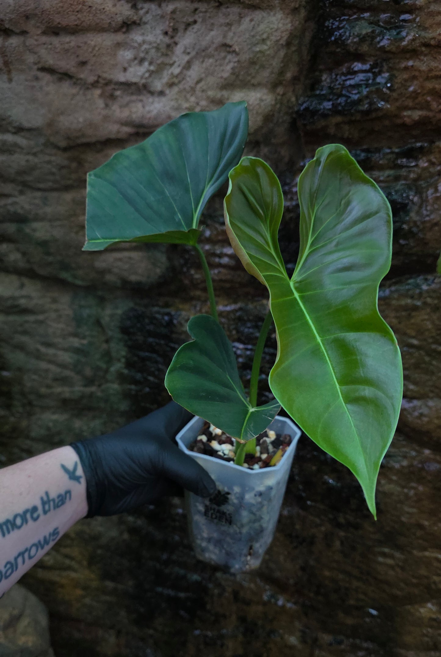 Philodendron Lupinum XLarge