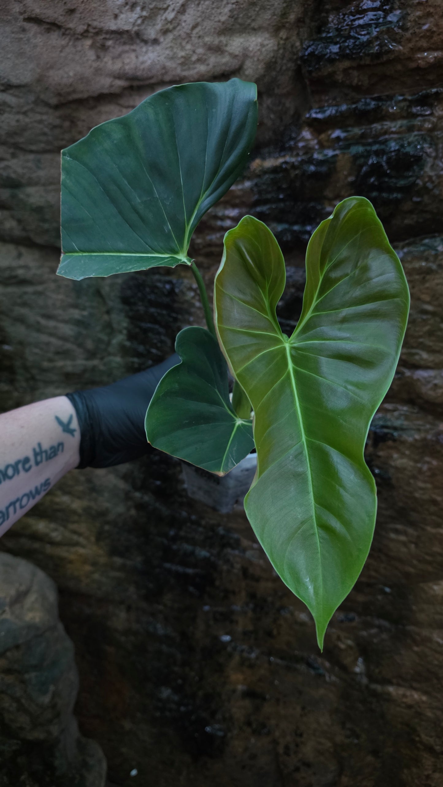 Philodendron Lupinum XLarge